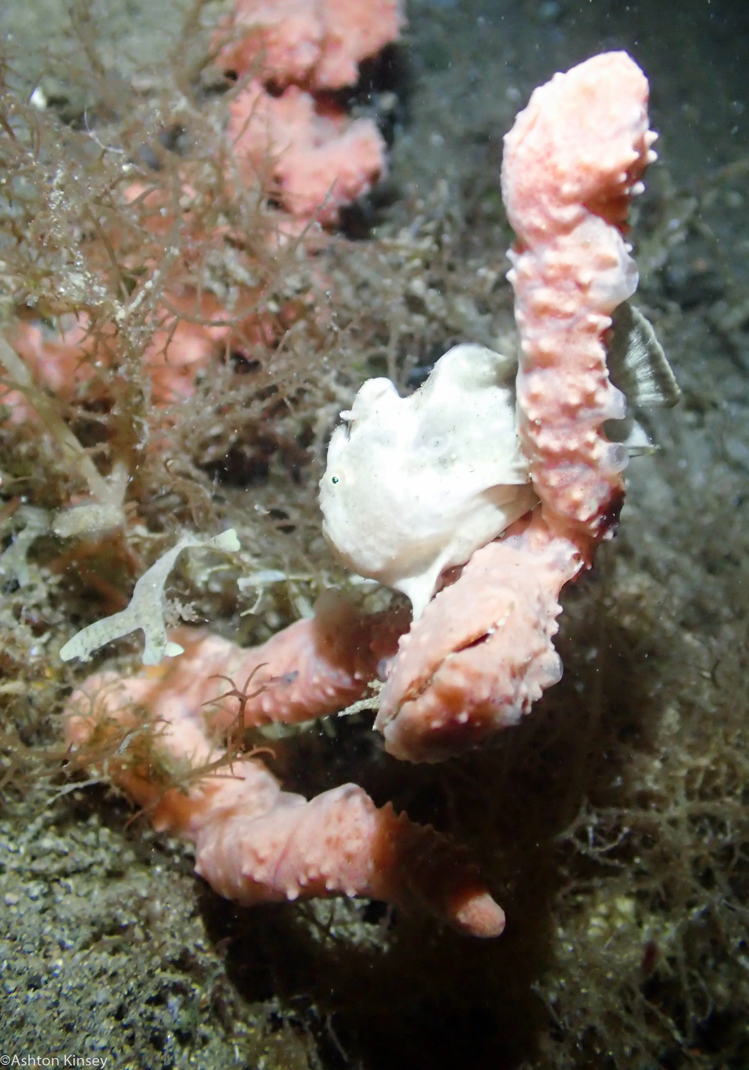 San Miguel North Frogfish Dive 10-2.jpg