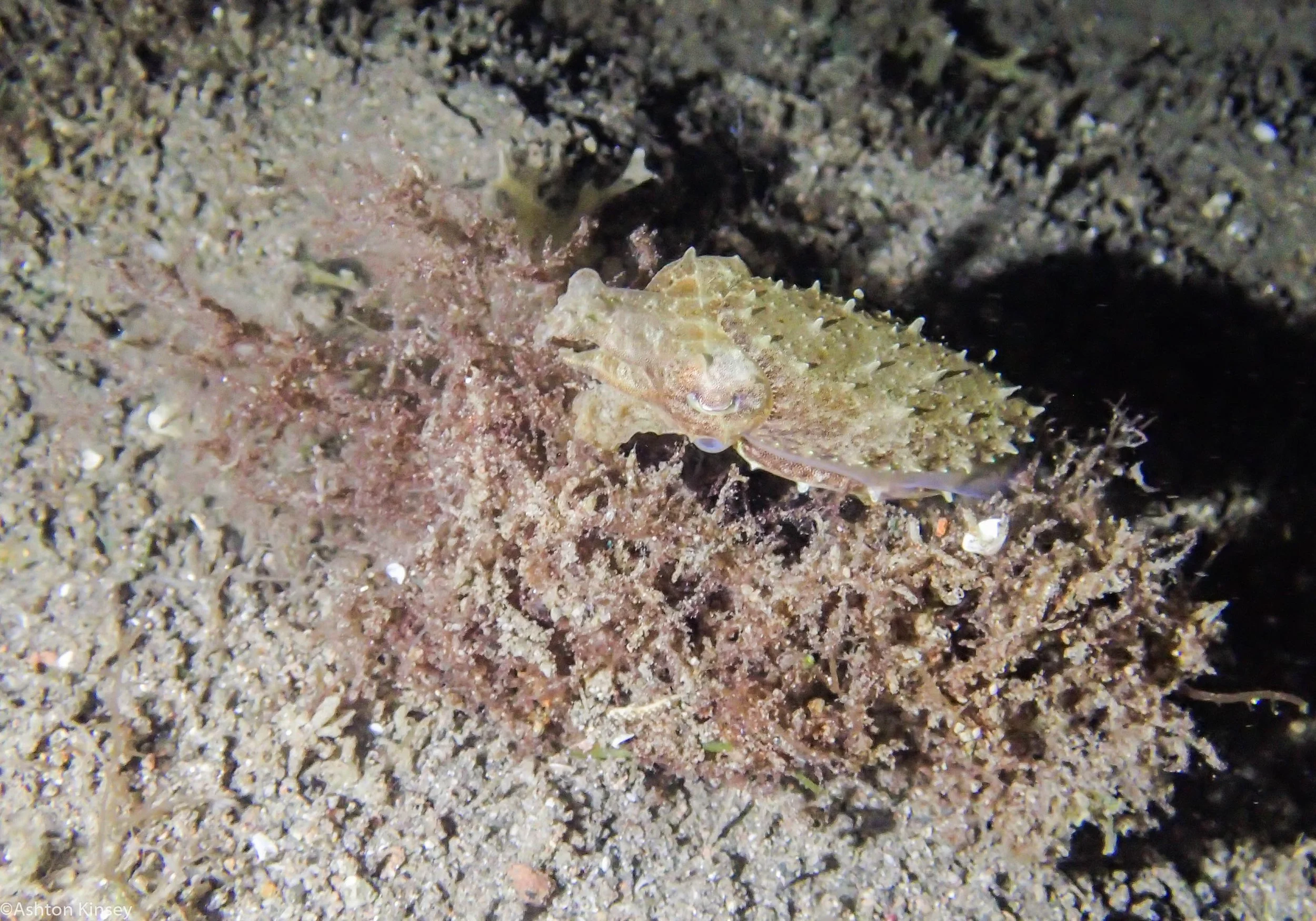 San Miguel North Large Cuttlefish Dive 10.jpg