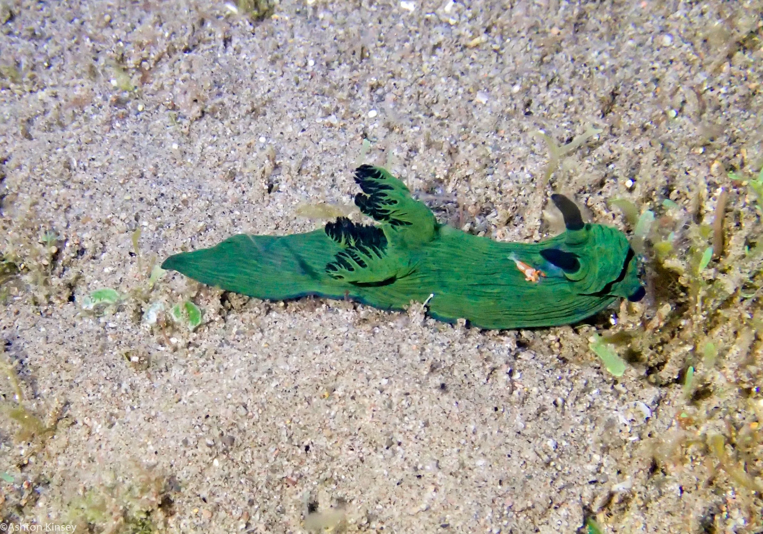 San Miguel North Nembrotha cristata with shrimp Dive 10.jpg