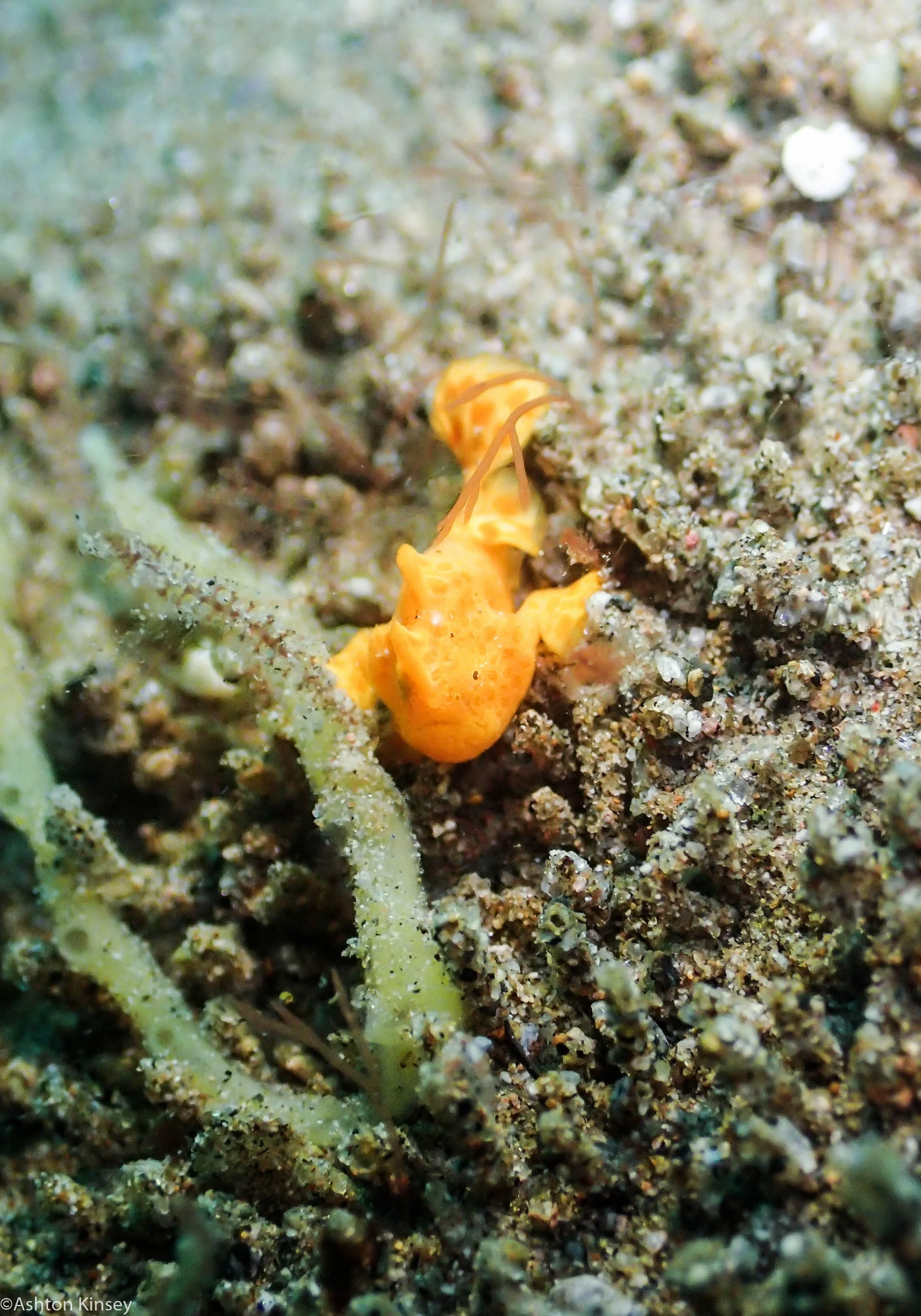 San Miguel North Frogfish Dive 26.jpg