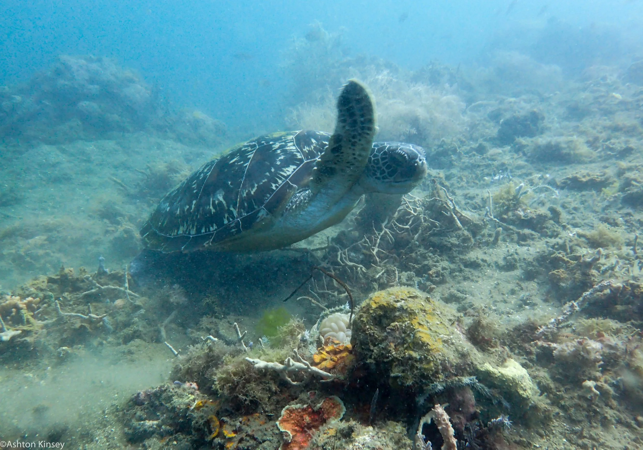 San Miguel North Green Sea Turtle Dive 26.jpg