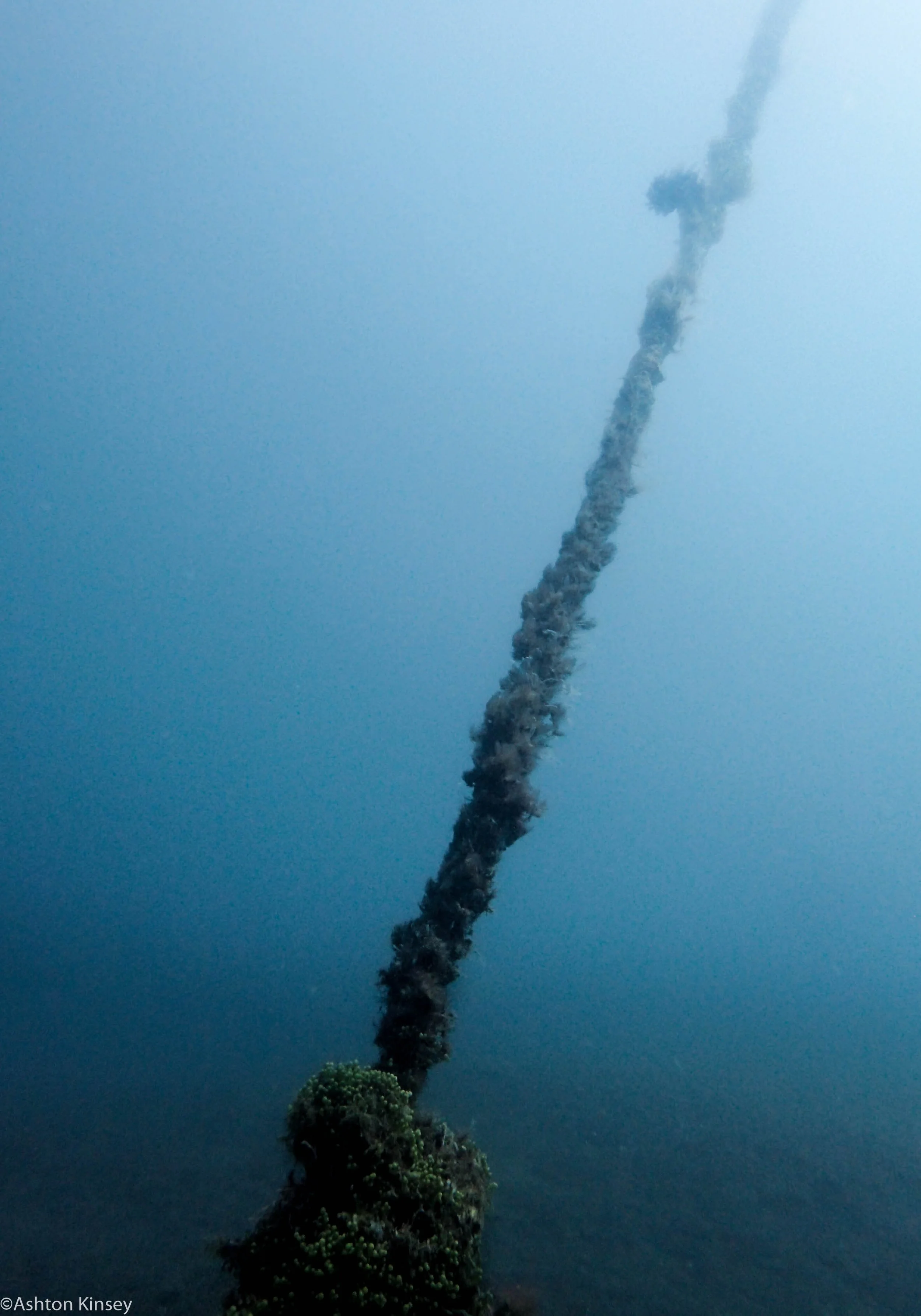 San Miguel North Line Dive 26.jpg