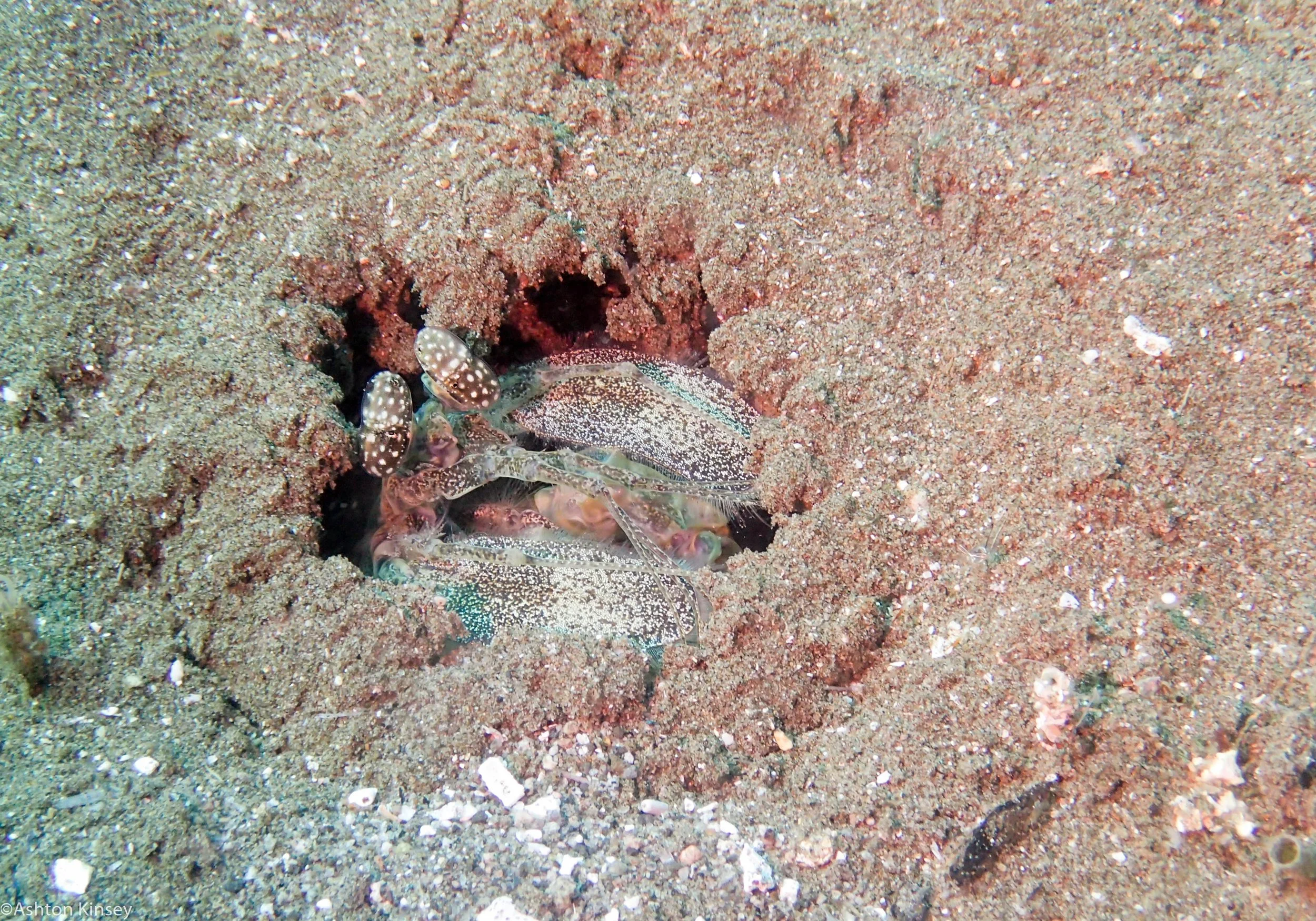 San Miguel North Mantis Shrimp Dive 26.jpg