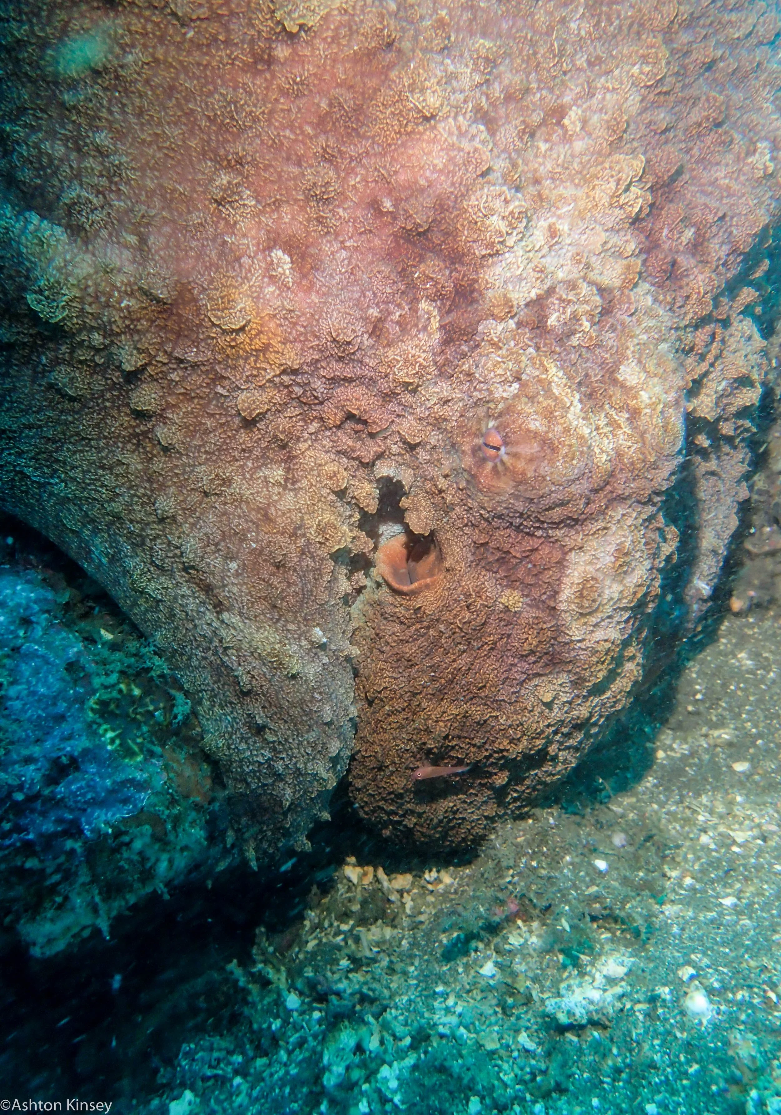 San Miguel North Octo Dive 26.jpg