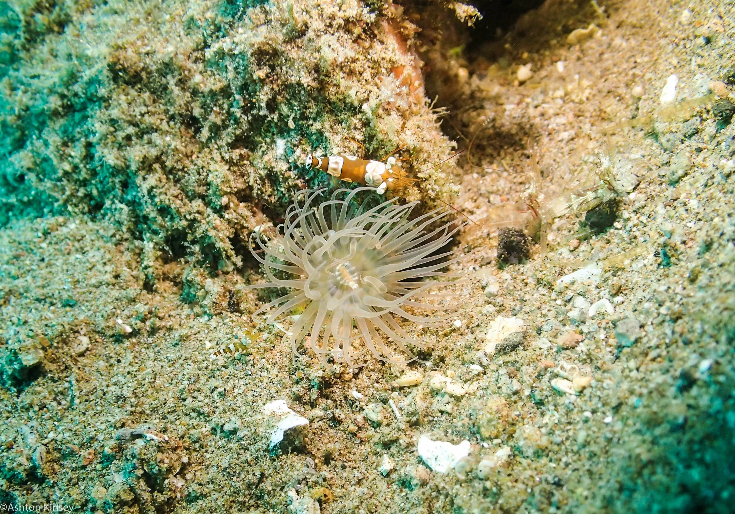 San Miguel North Sexy Shrimp Dive 26.jpg