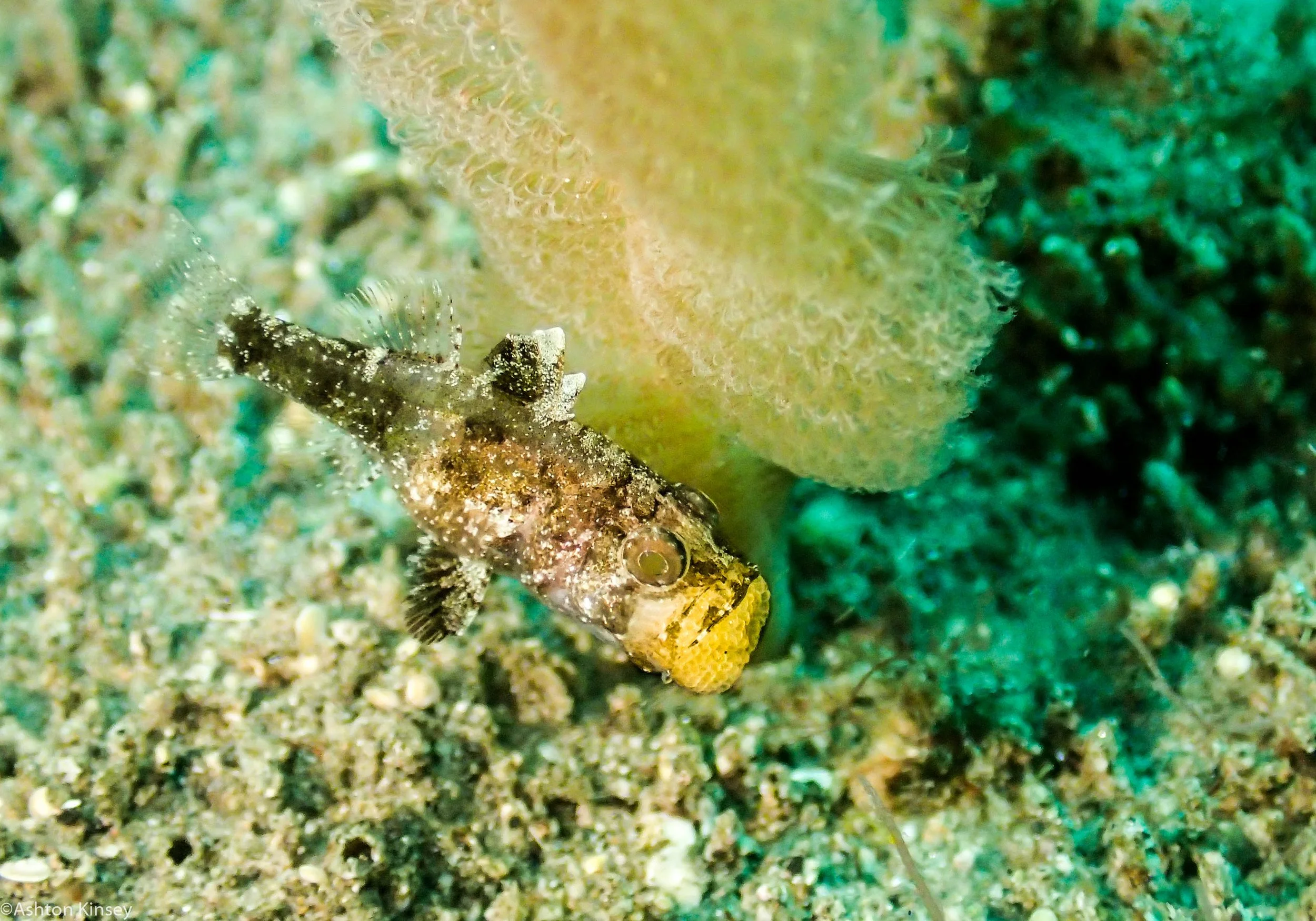 San Miguel North Cardinal fish Dive 26.jpg