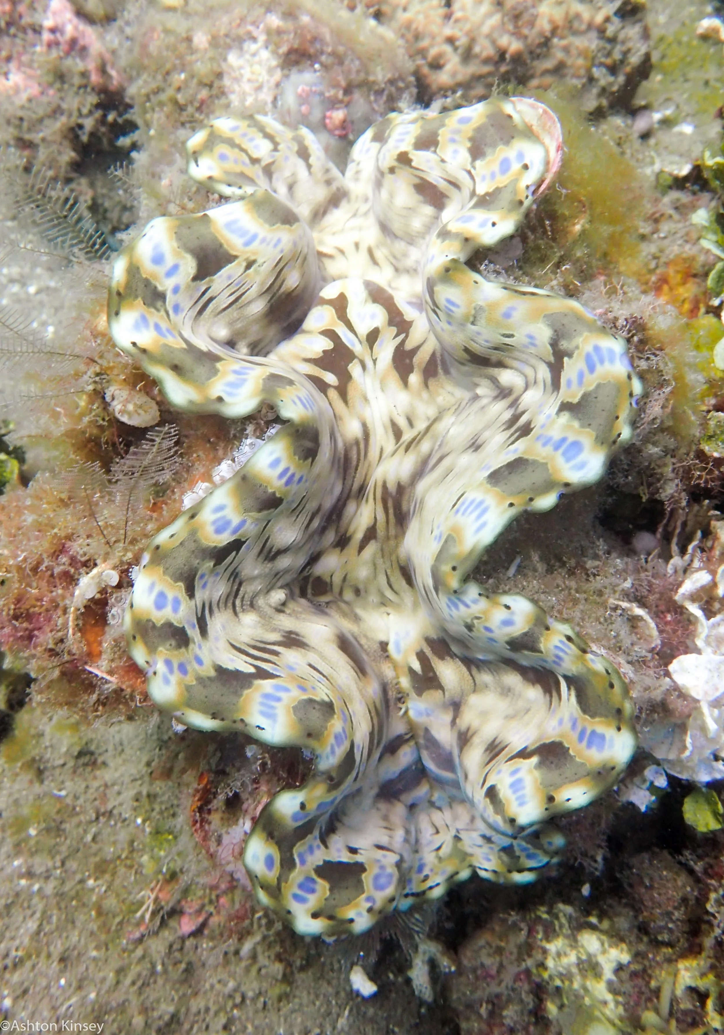 San Miguel North Clam Dive 26.jpg