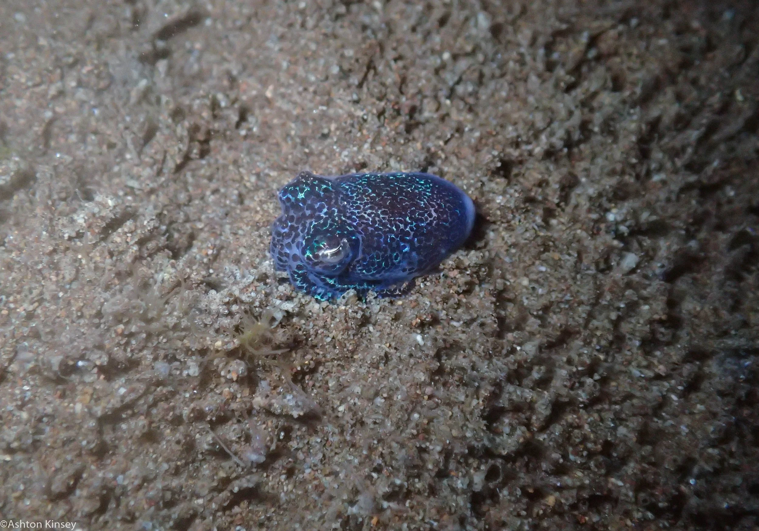 Talisay Point bobtailed squid Dive 19.jpg