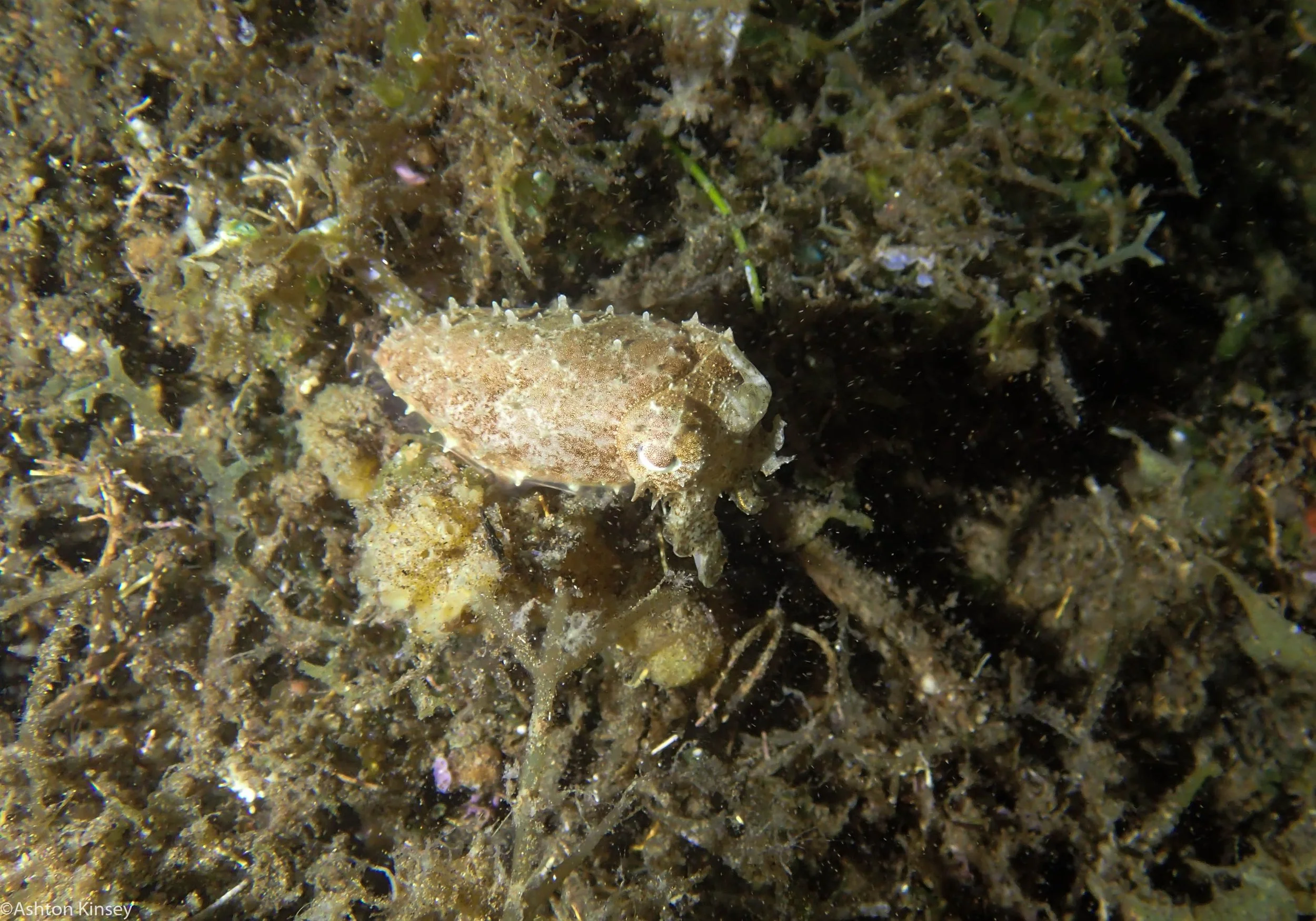 Talisay Point Cuttlefish Dive 19.jpg