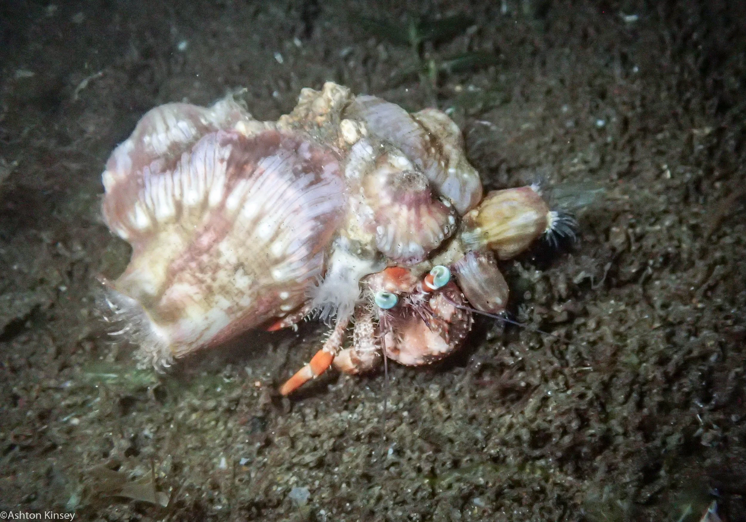 Talisay Point Decorator crab Dive 19.jpg