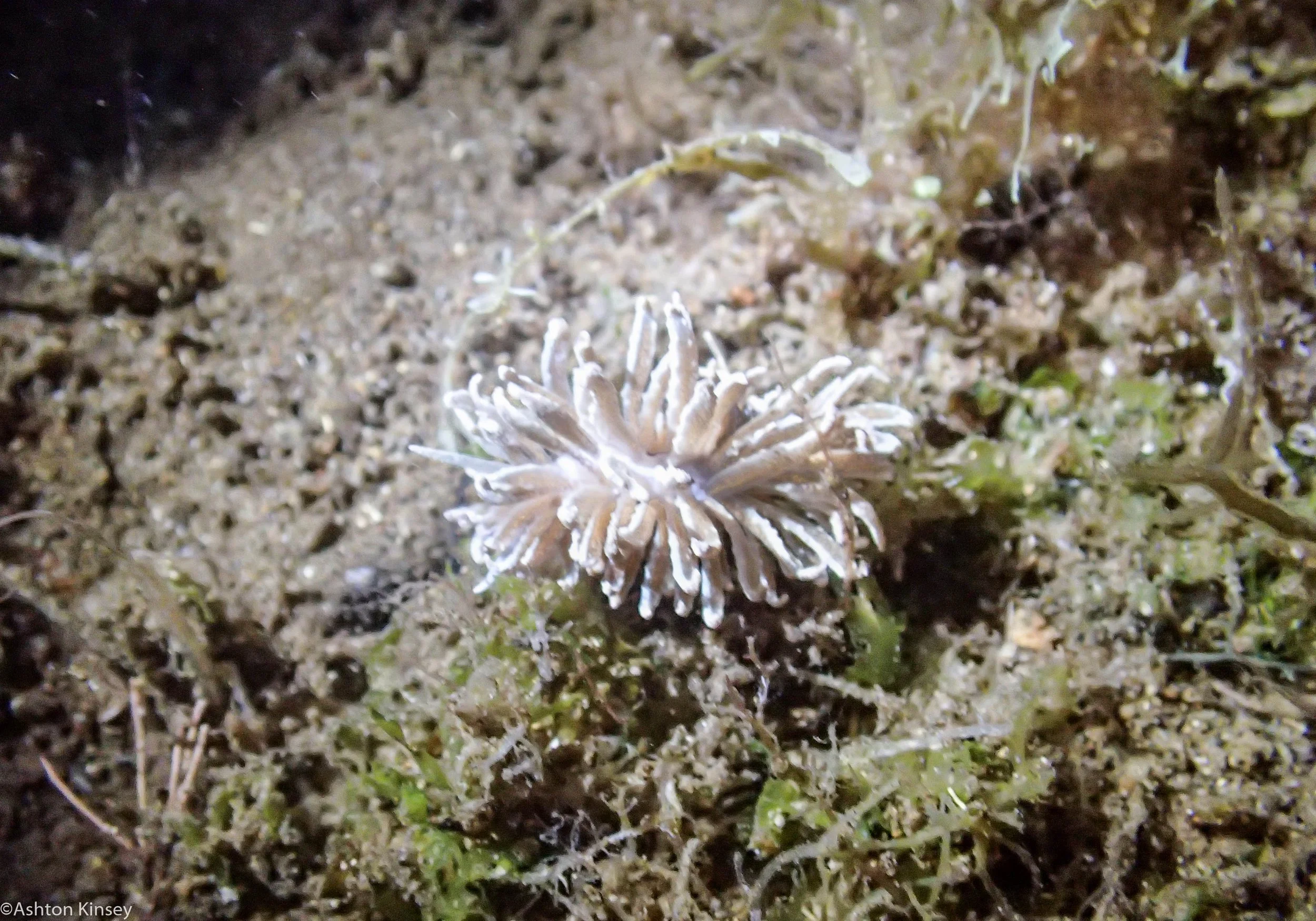 Talisay Point Mystery Nudi Dive 19.jpg