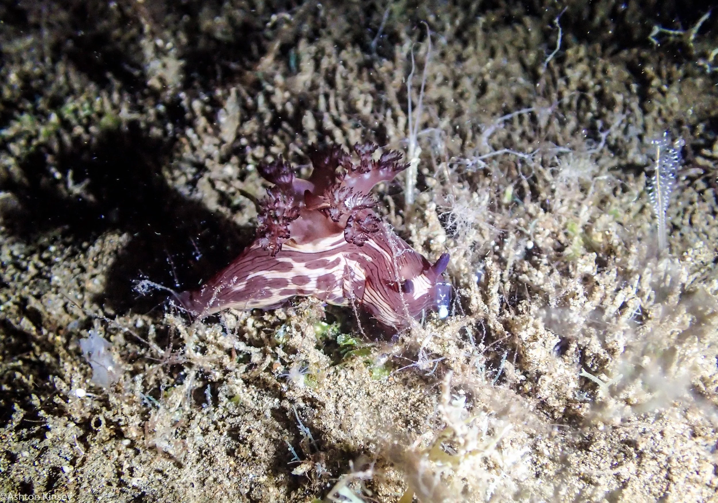 Talisay Point N. mullineri Dive 19.jpg