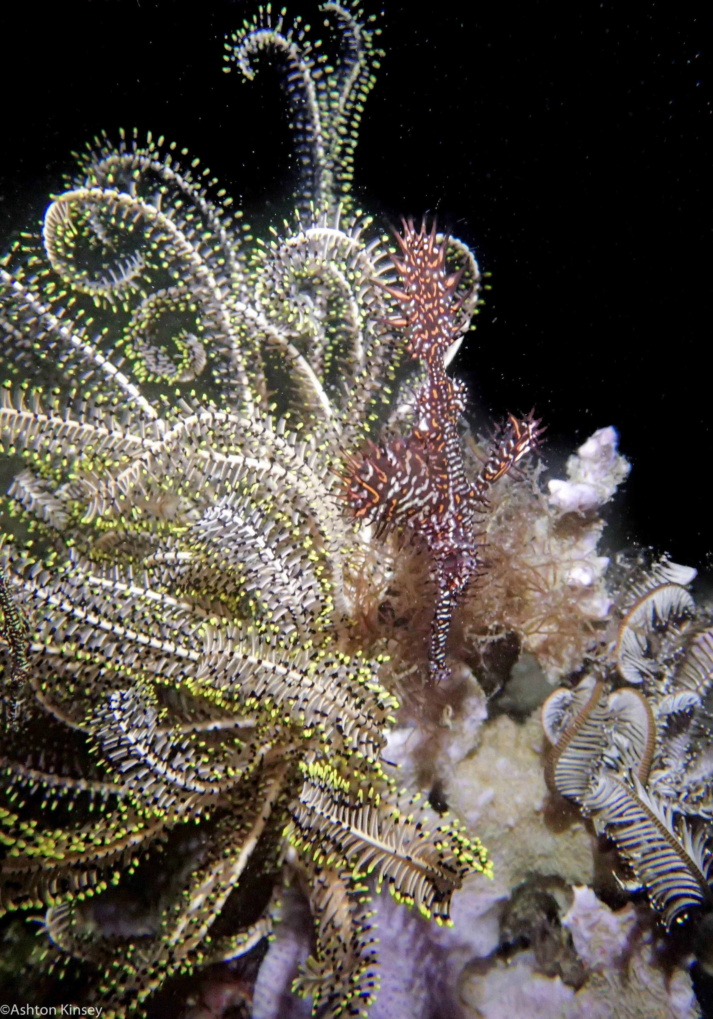 Talisay Point Ornate Ghost Pipefish Dive 19.jpg