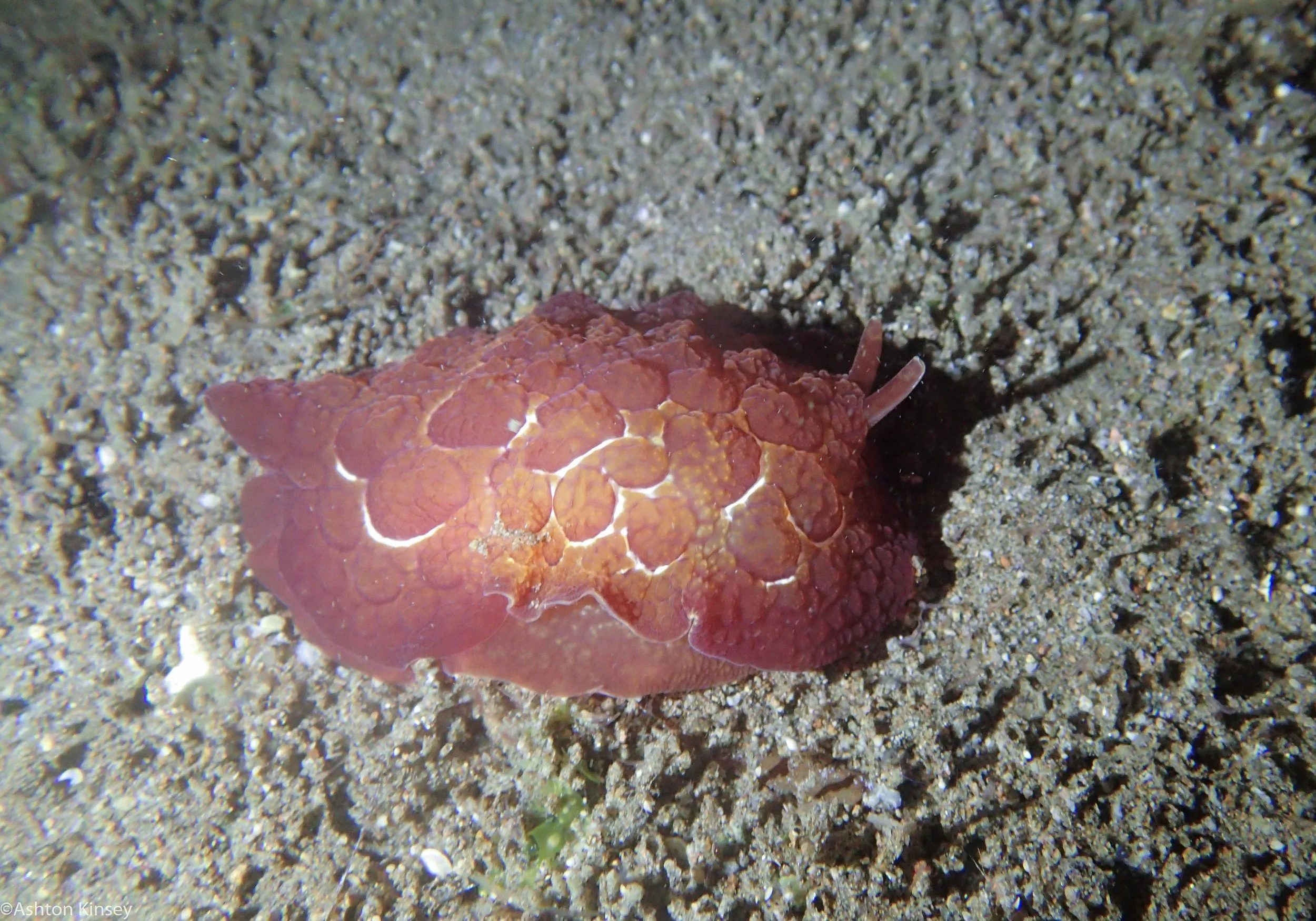 Talisay Point Pleurobranchus forskalii Dive 19.jpg
