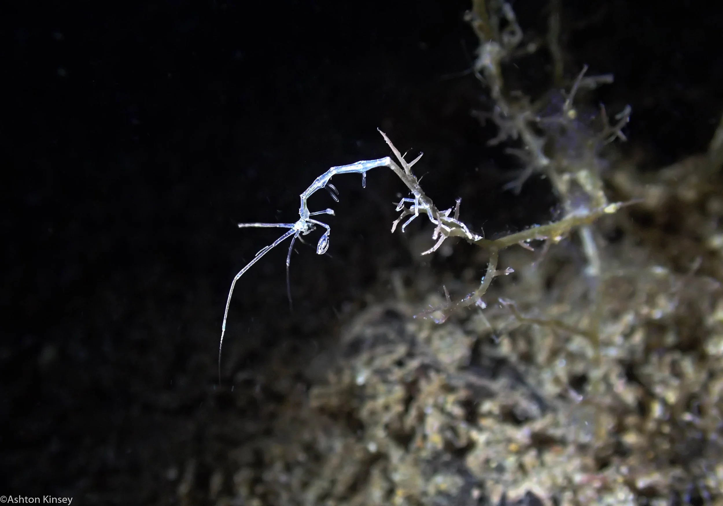 Talisay Point Skeleton Shrimp Dive 19.jpg