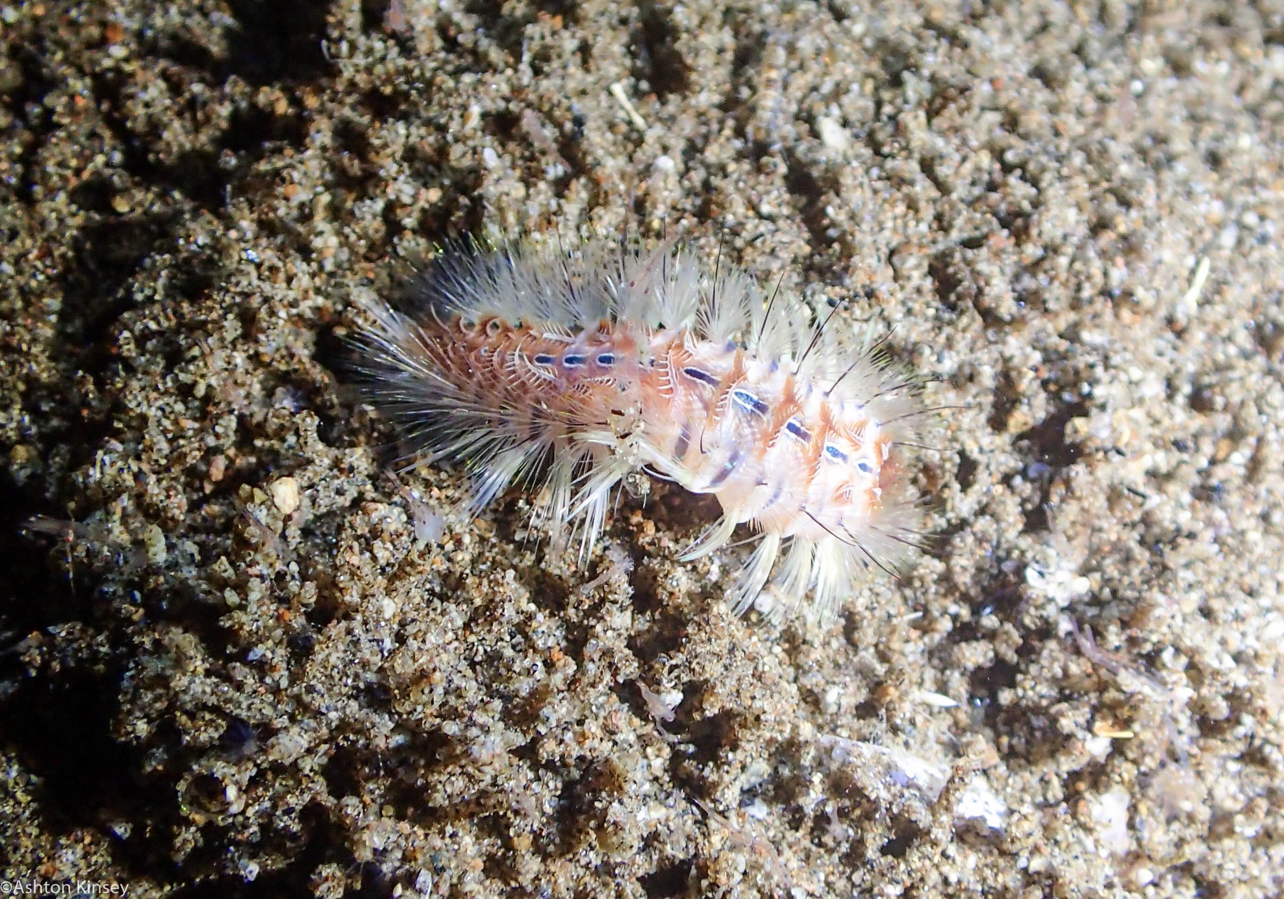 Talisay Point worm Dive 19.jpg
