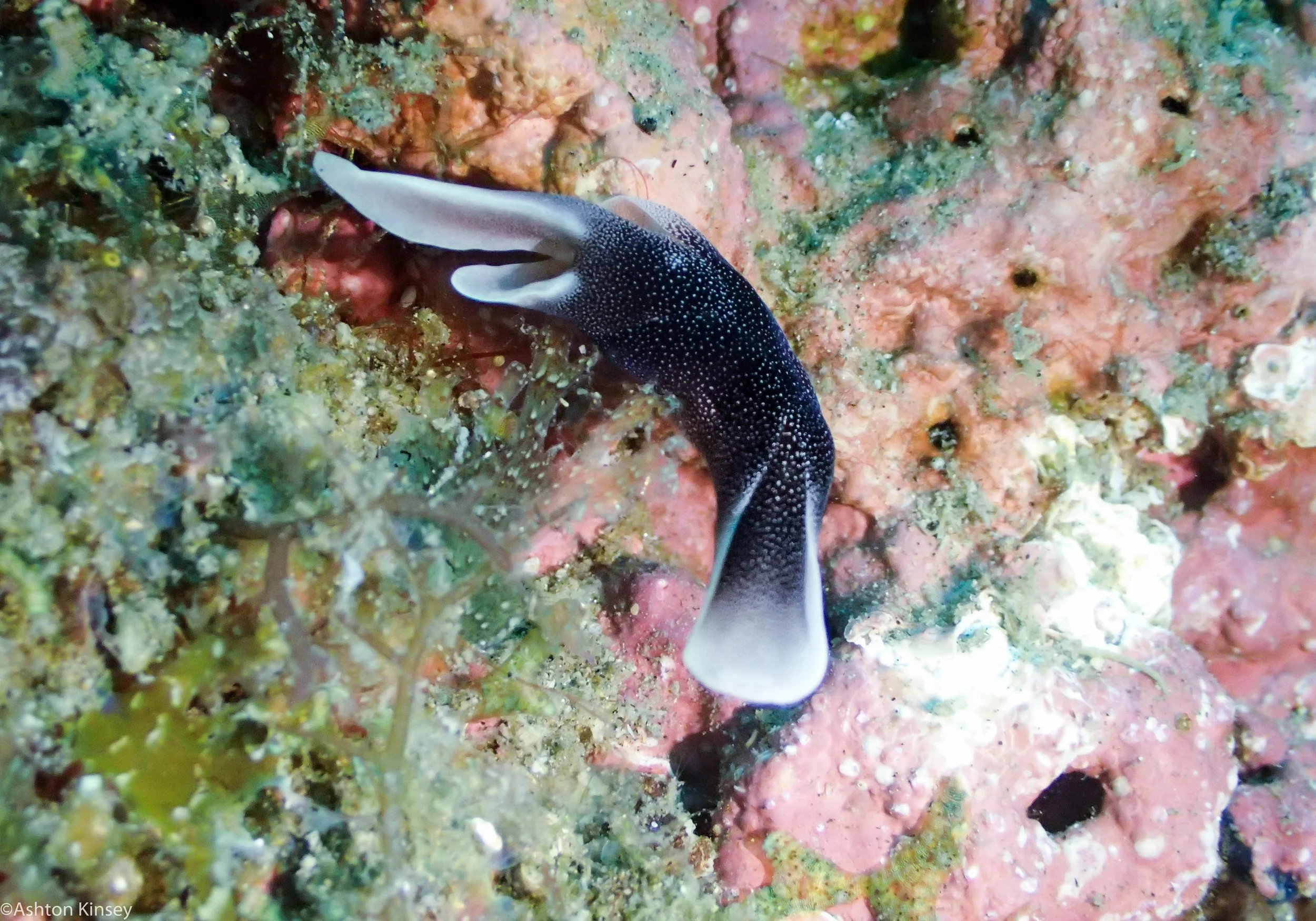Tailsy Point Chelidonura amoena Dive 25.jpg