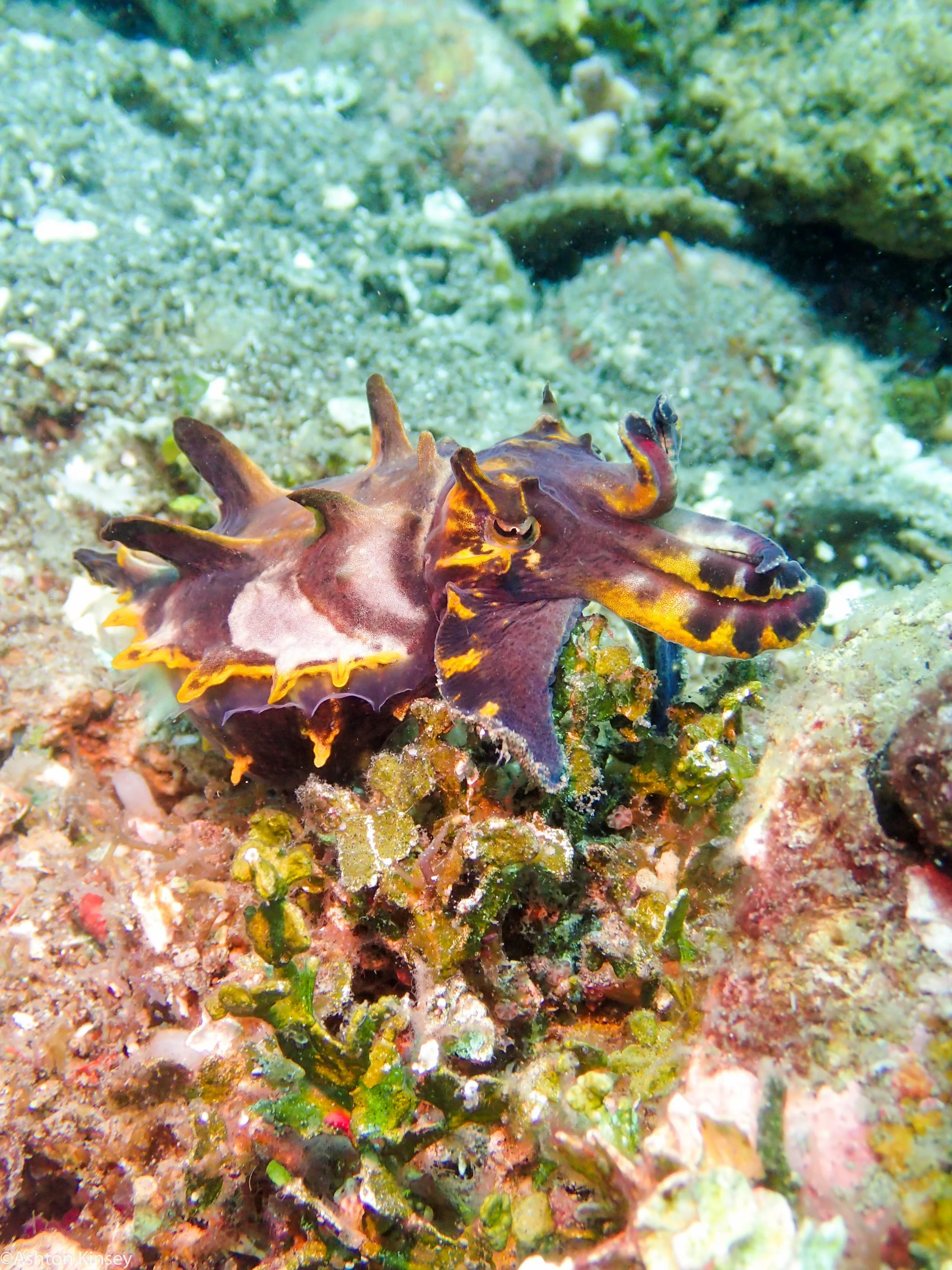 Tailsy Point Flambouyant Dive 25.jpg