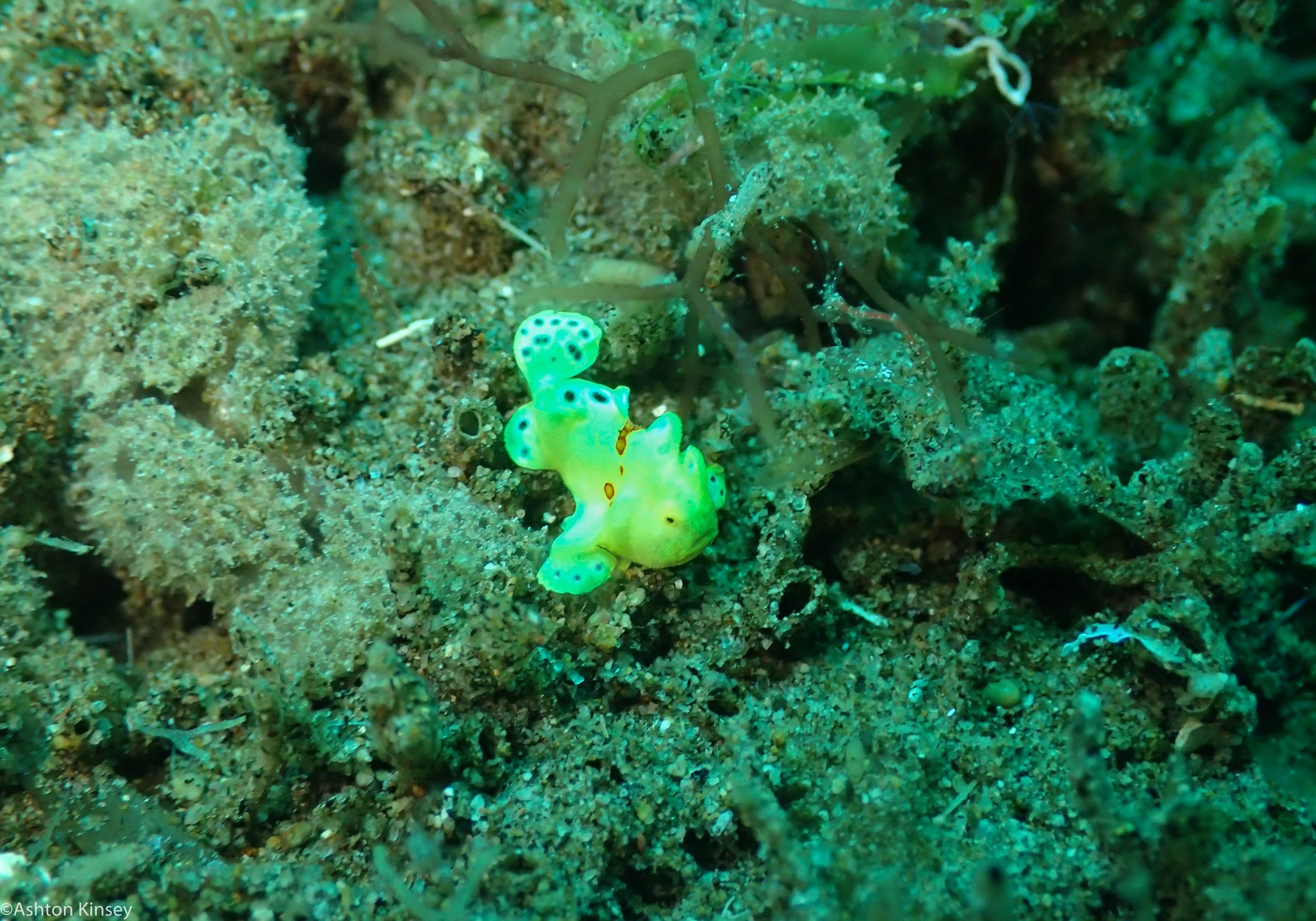 Tailsy Point Frog fish Dive 25.jpg