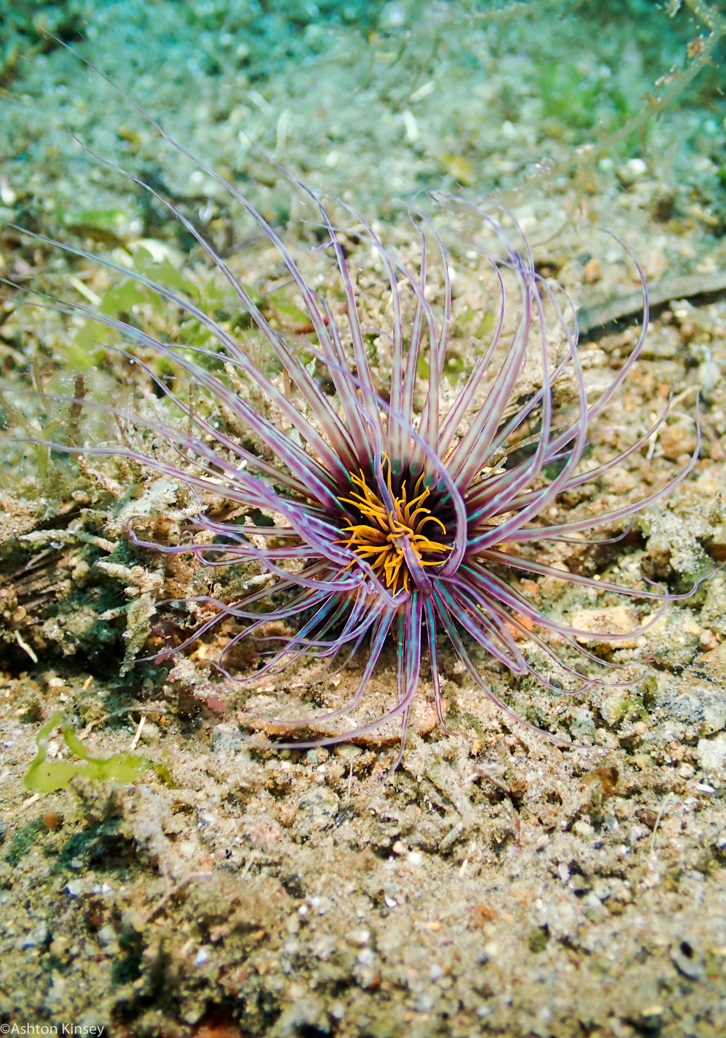 Tailsy Point Tube nem Dive 25.jpg