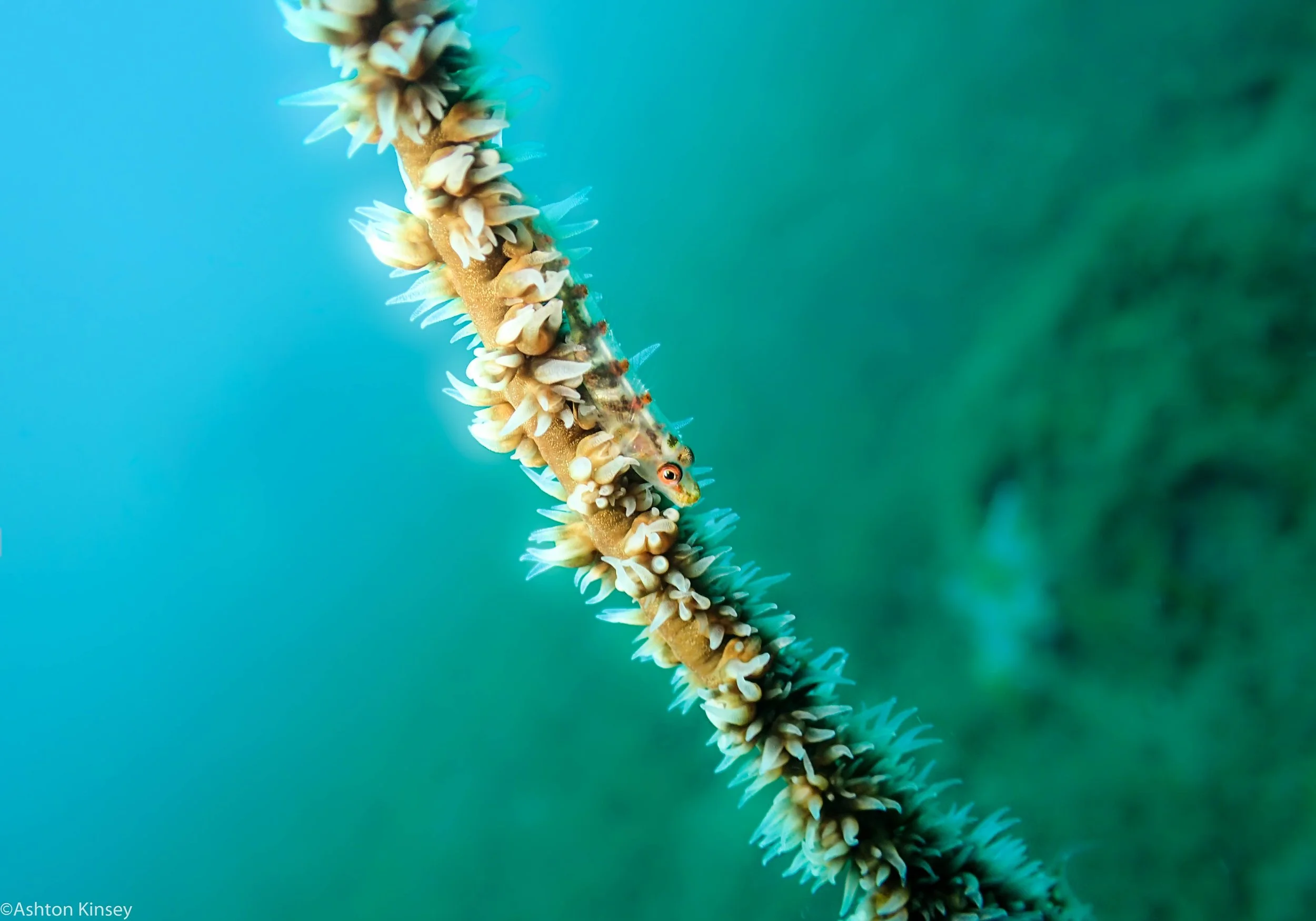 Tailsy Point Wire Coral Goby Dive 25.jpg