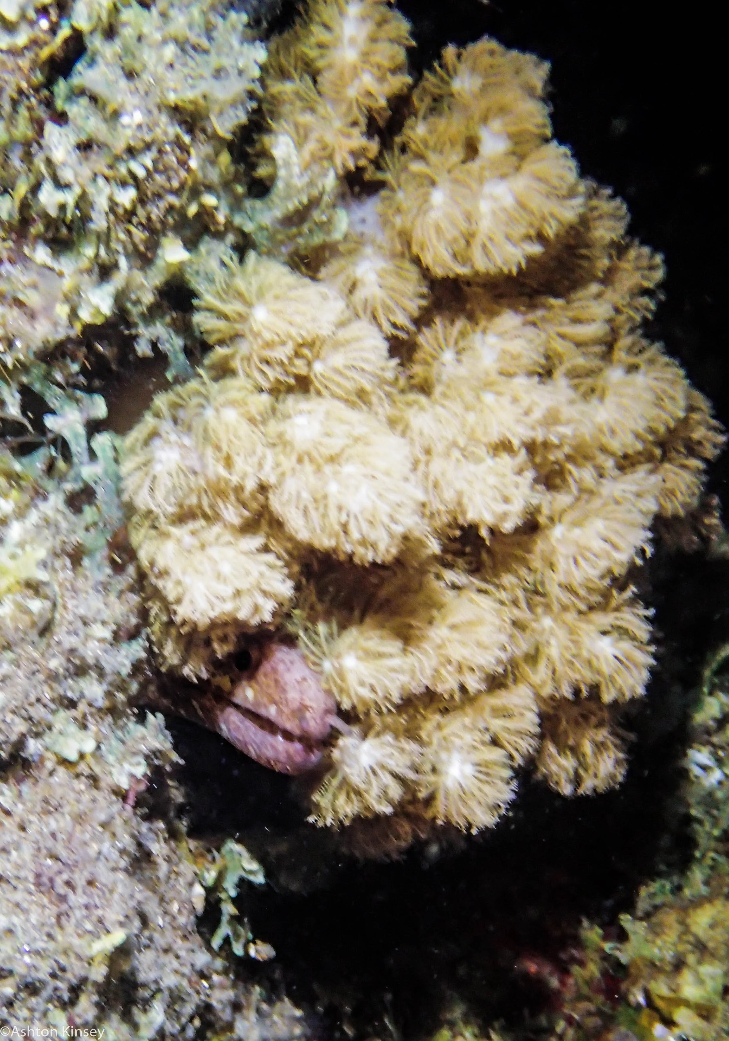 VIP House Reef Barred Fin Eel Dive 15.jpg