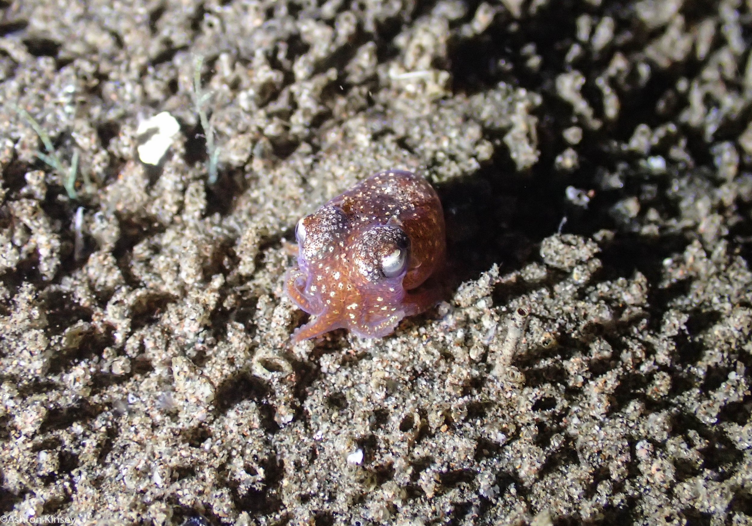 VIP House Reef Bobtail Squid Dive 15.jpg