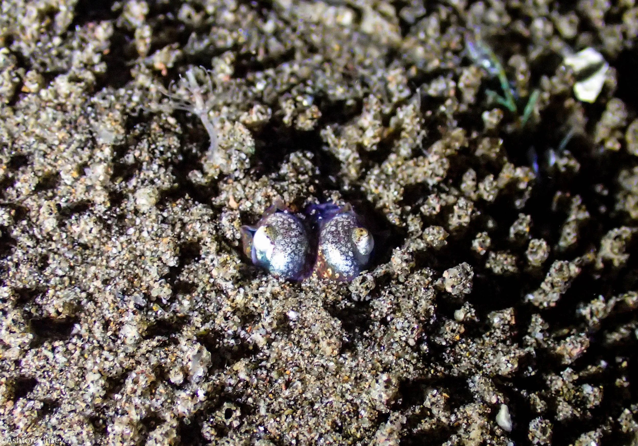 VIP House Reef Buried Bobtail Squid Dive 15.jpg