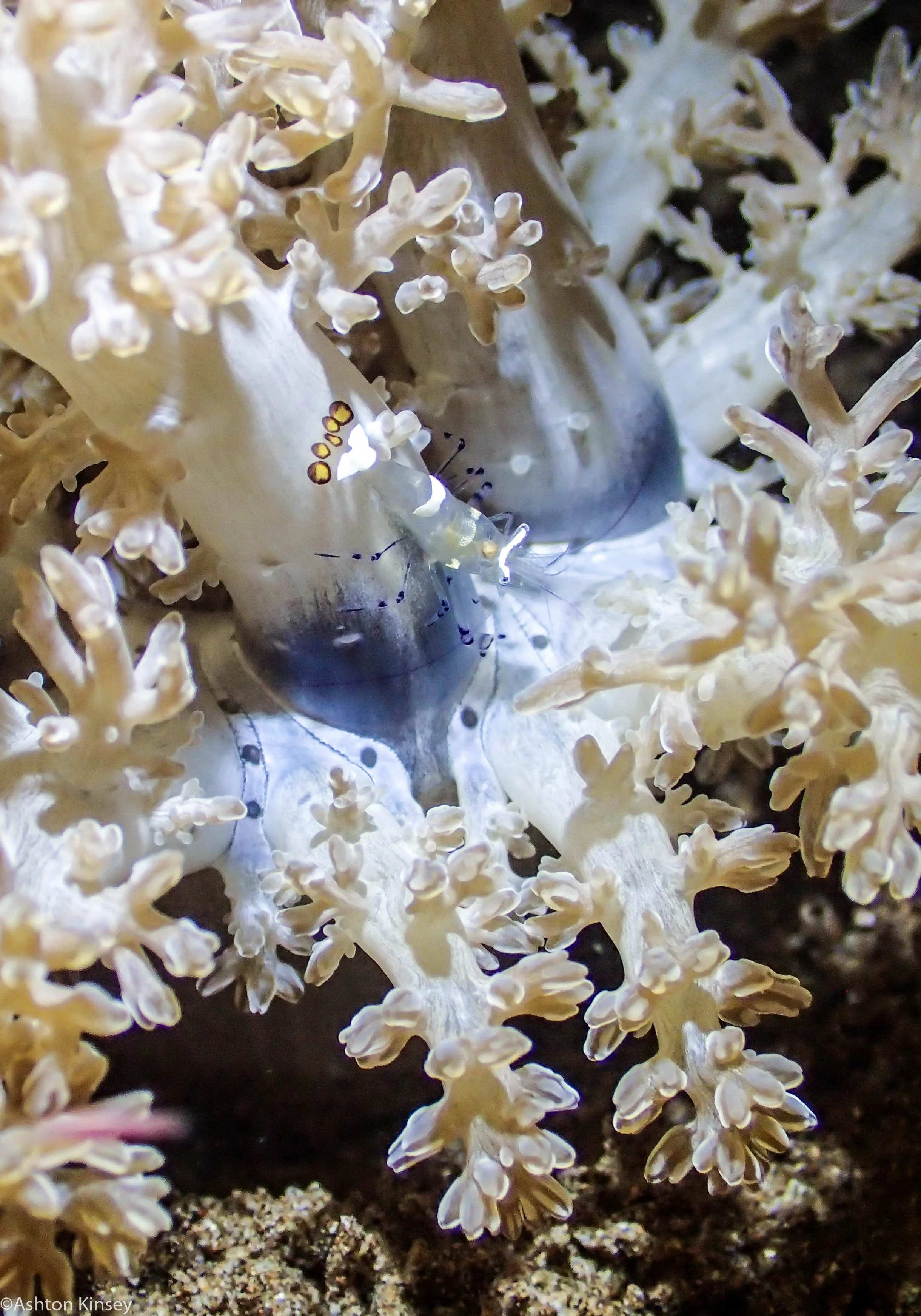 VIP House Reef Peacock Tail nem shrimp Dive 15.jpg