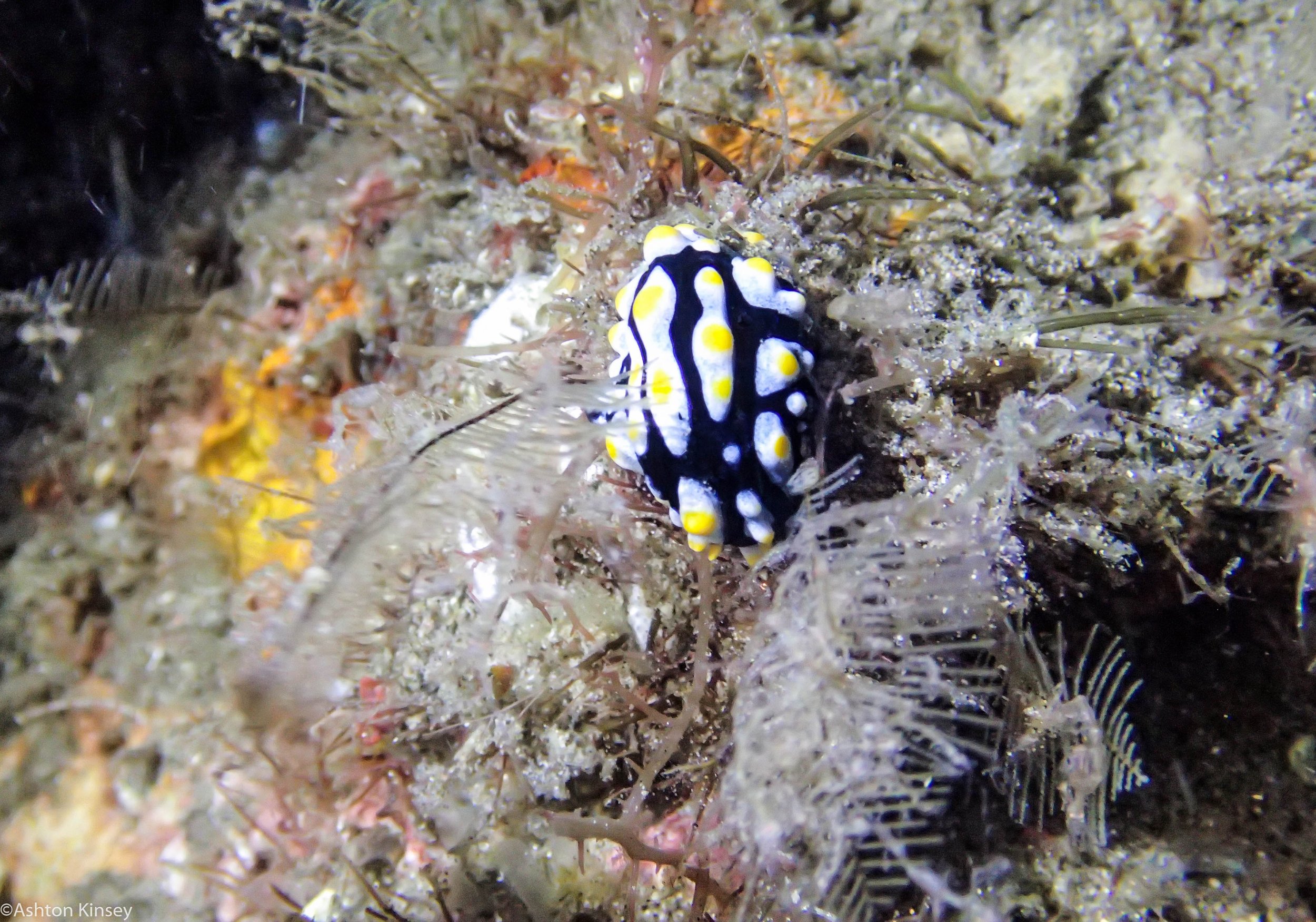 VIP House Reef Phyllidia picta Dive 15.jpg