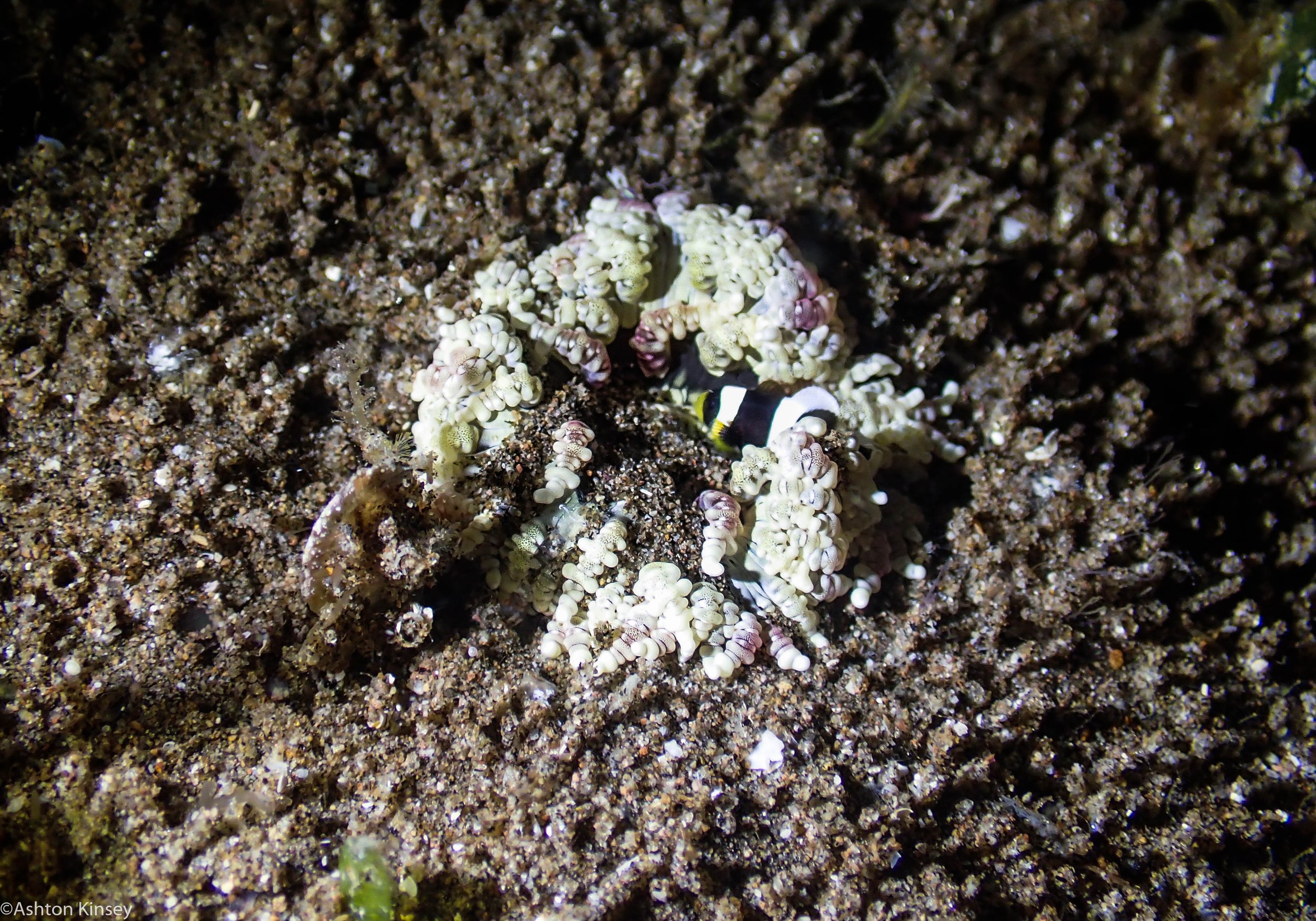 VIP House Reef Tiny Clown with Nem Dive 15.jpg