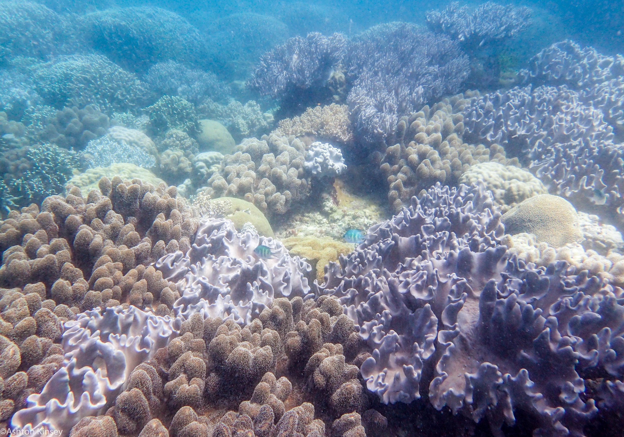 Chapel Point Apo Corals Dive 7-2.jpg