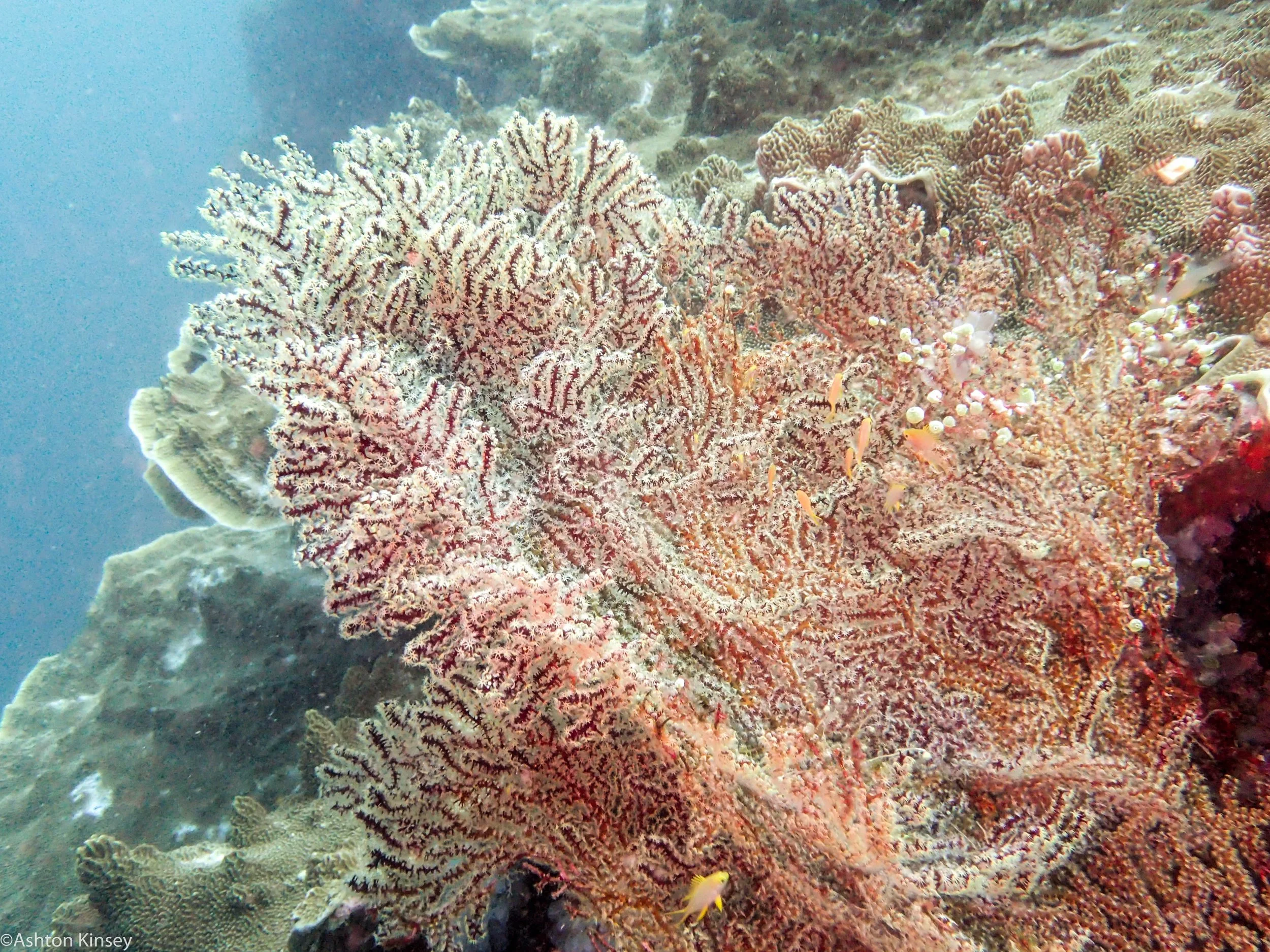 Chapel Point Apo Corals Dive 7.jpg