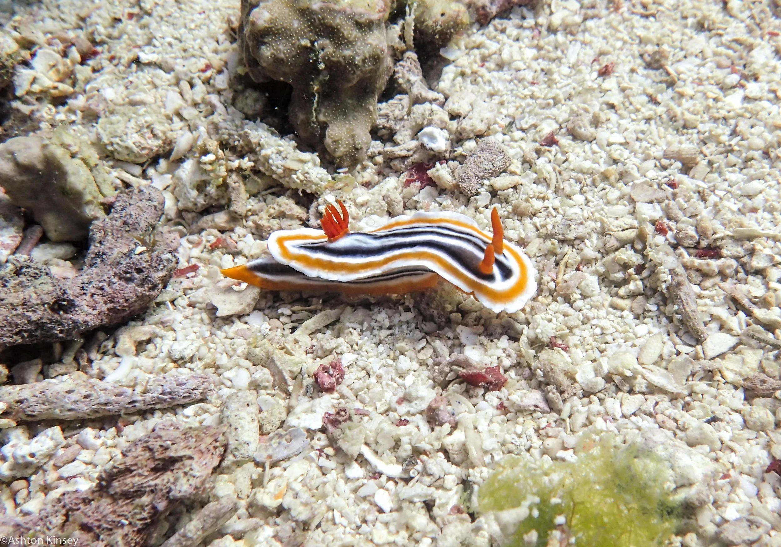Chapel Point Chromodoris magnifica Dive 7.jpg