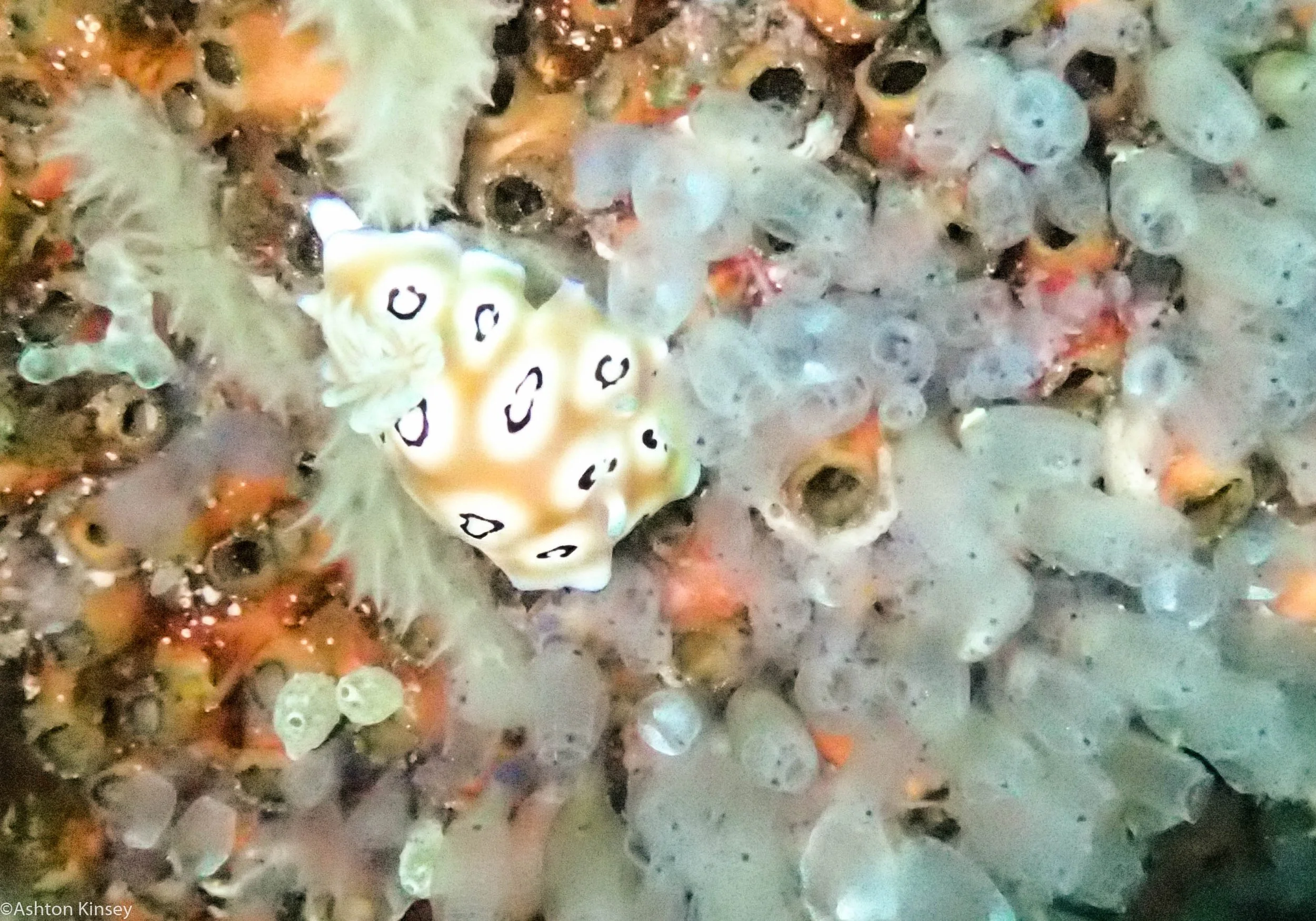 Chapel Point Goniobranchus leopardus Dive 7.jpg
