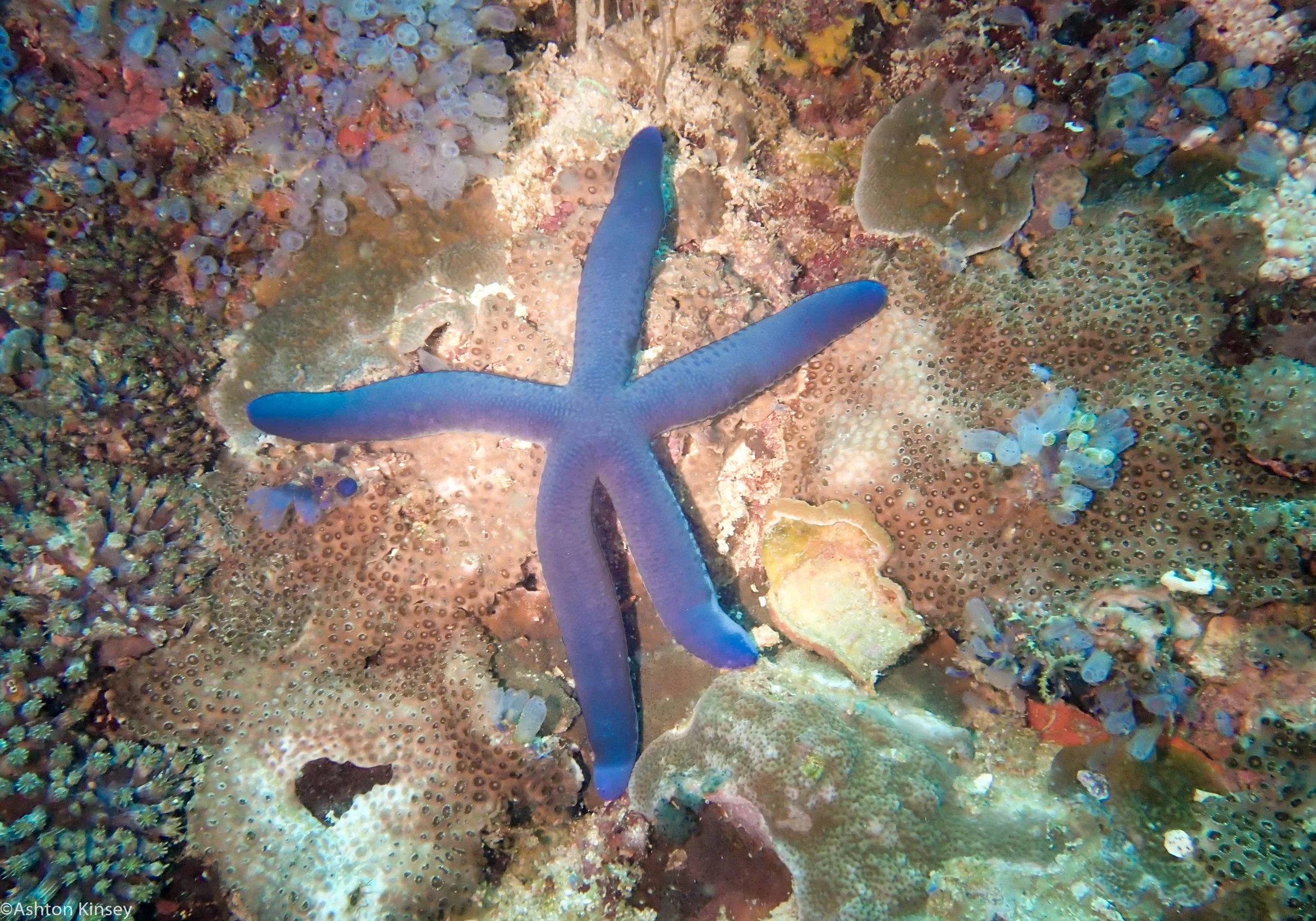 Chapel Point Linkia Star Dive 7.jpg