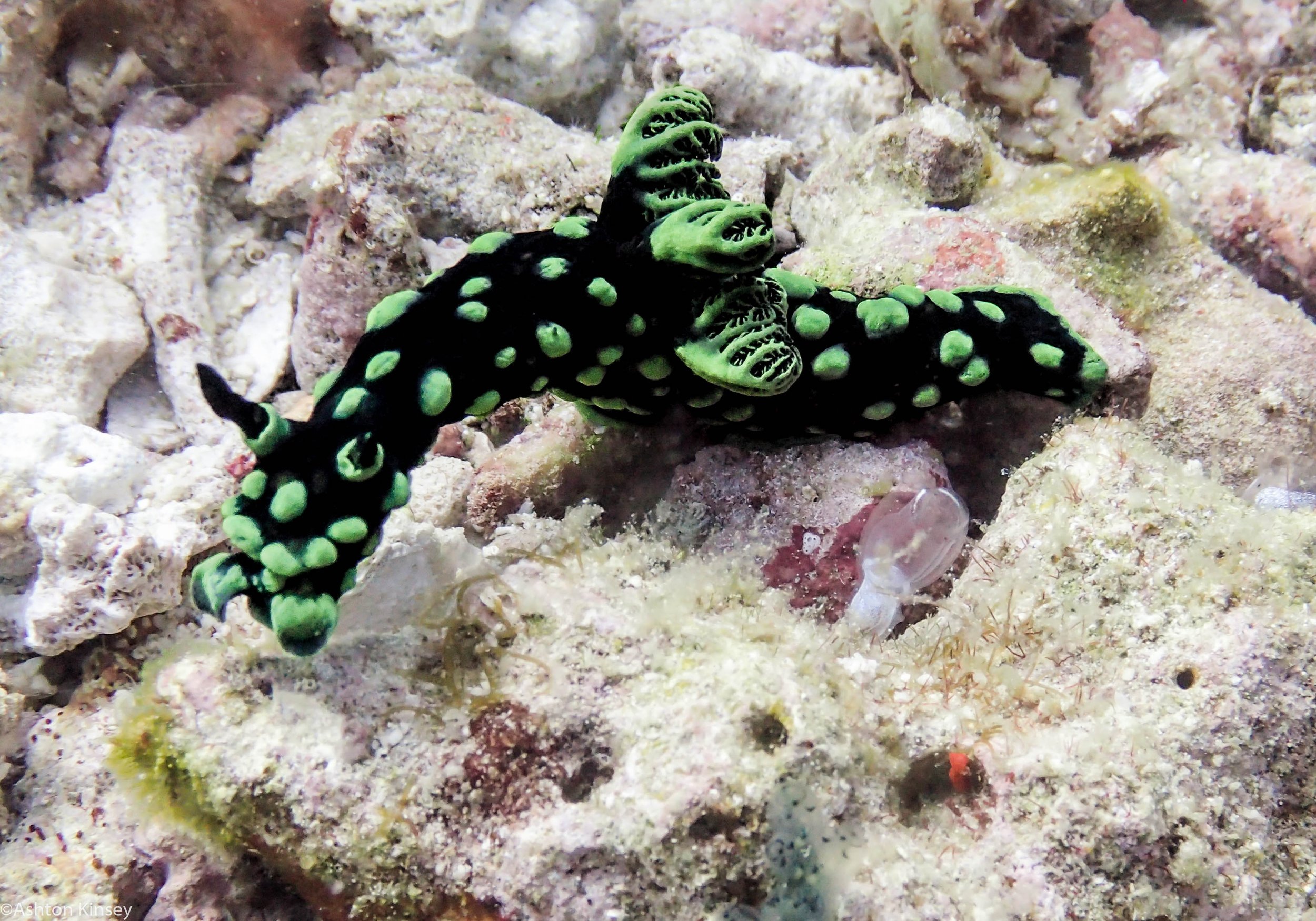 Chapel Point Nembrotha cristata Dive 7.jpg