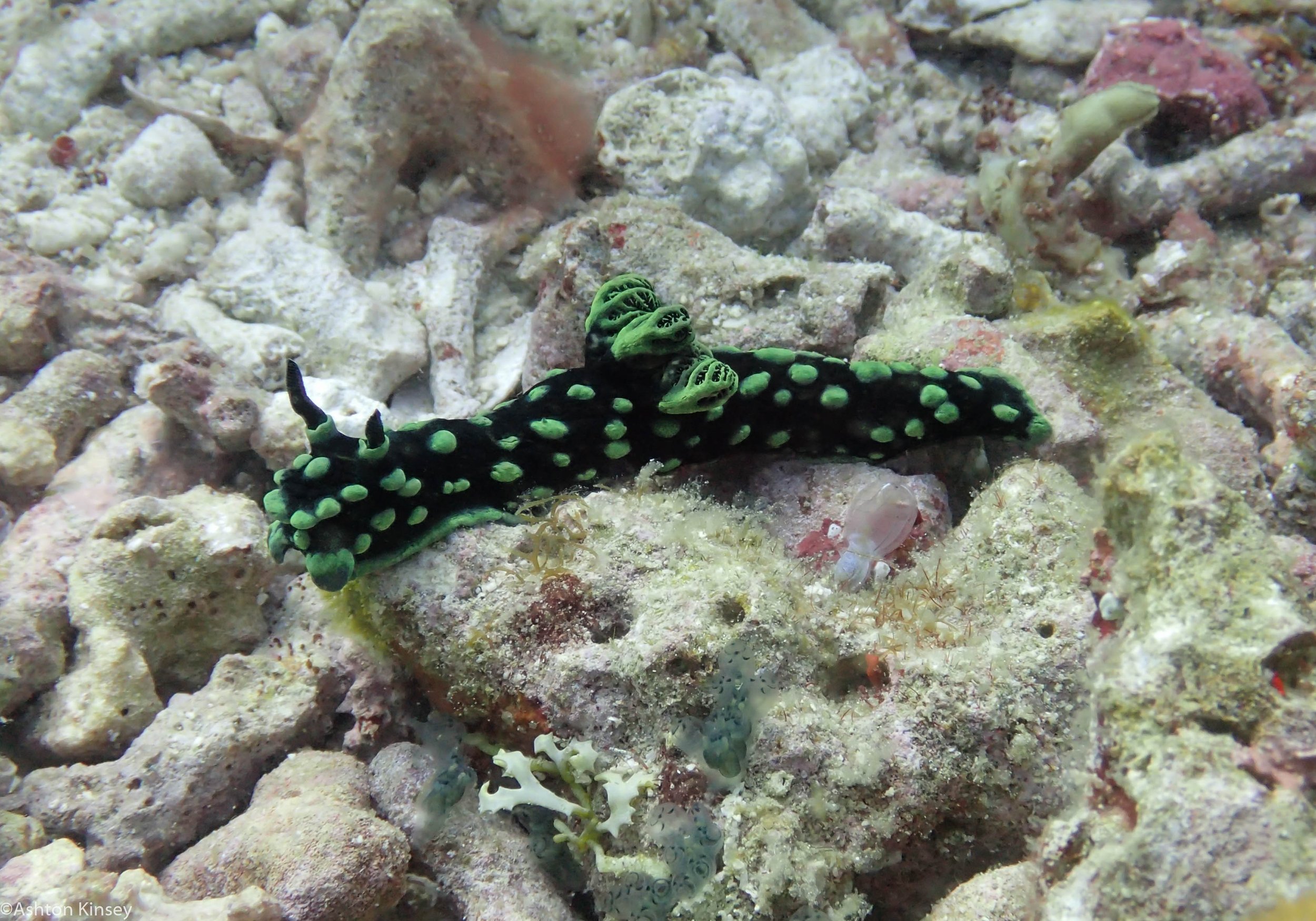 Chapel Point Nembrotha cristata Dive 7-2.jpg