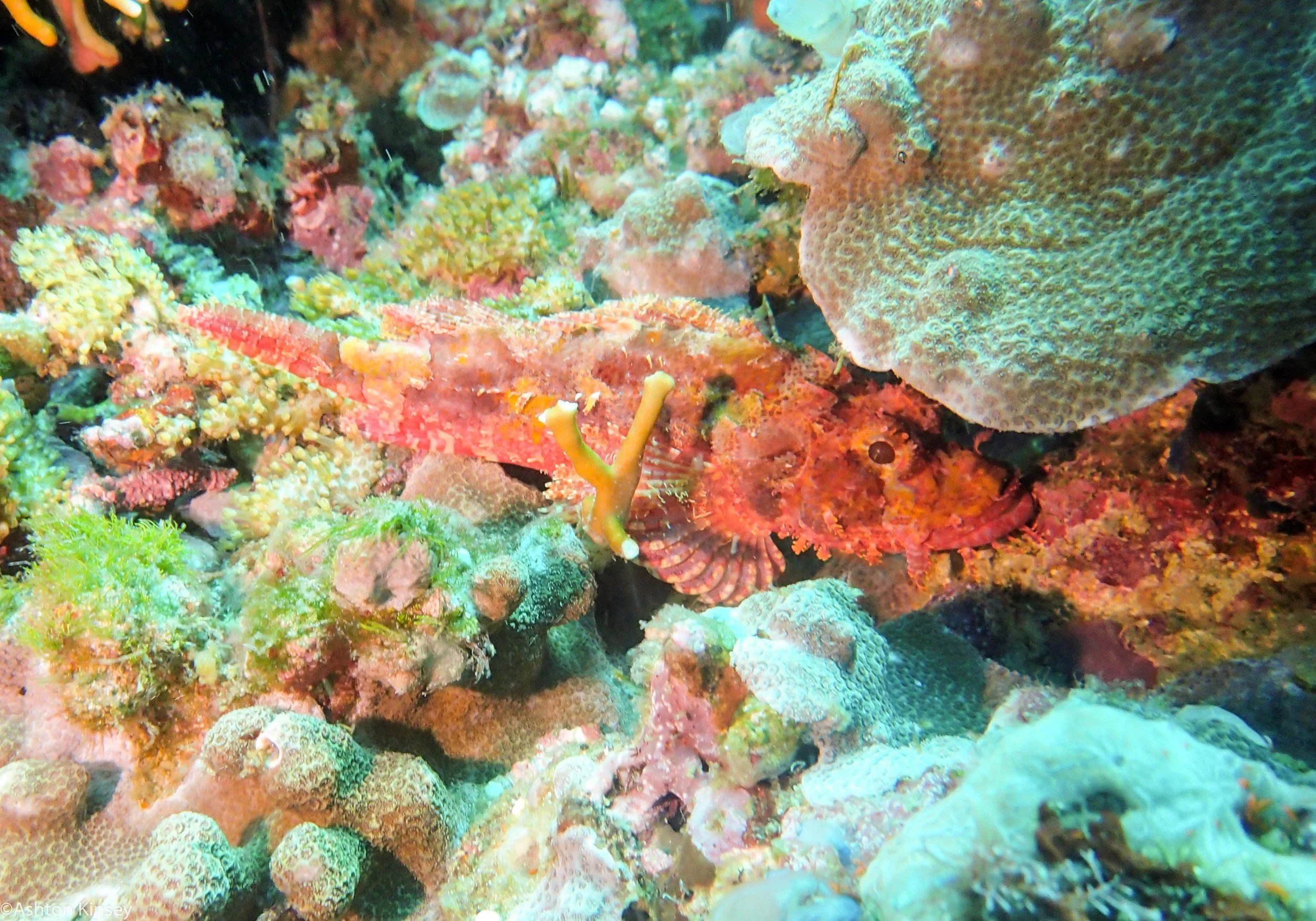 Chapel Point Reef Scorp Dive 7.jpg
