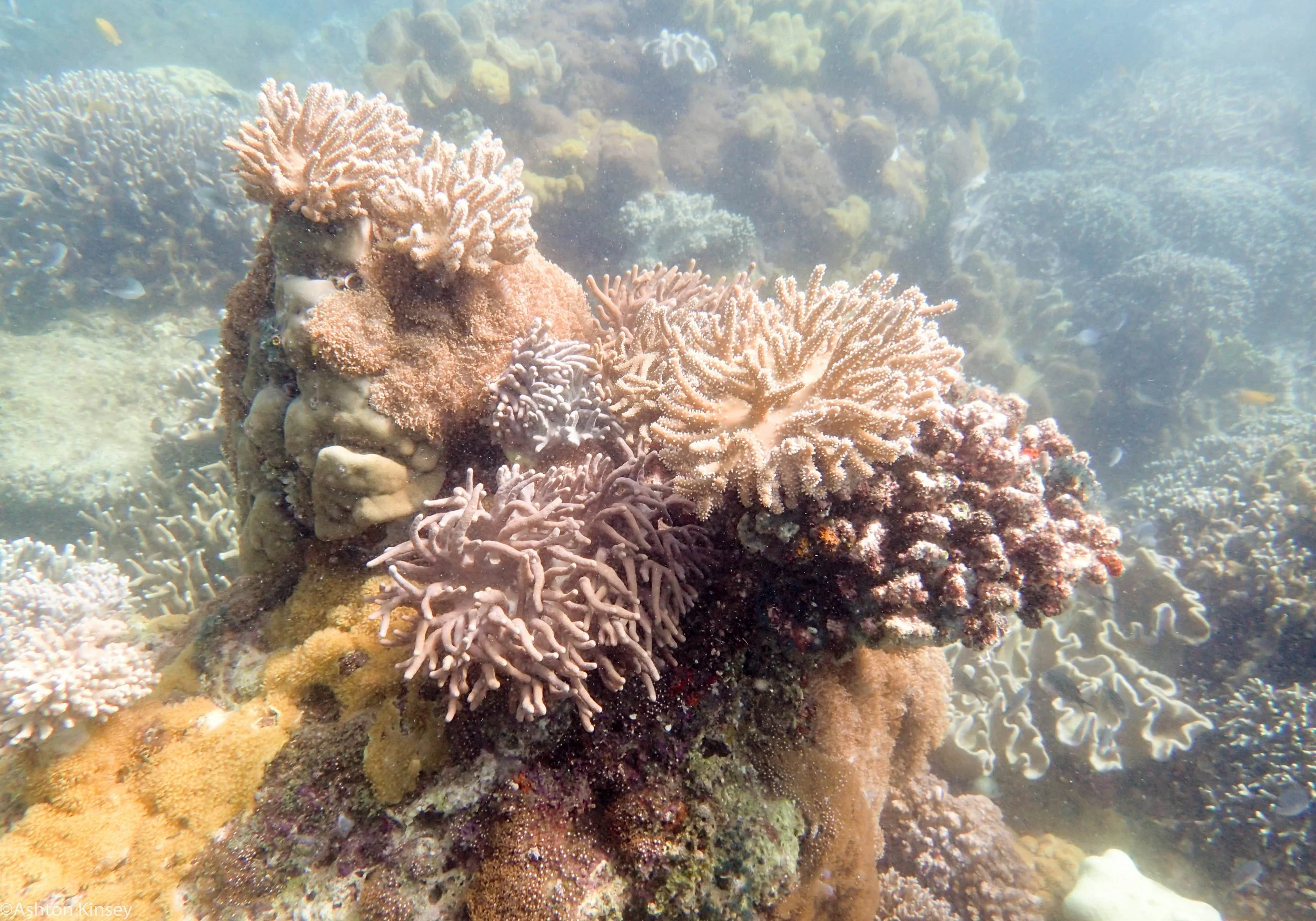 Chaple Poiint Apo Corals Dive 7.jpg