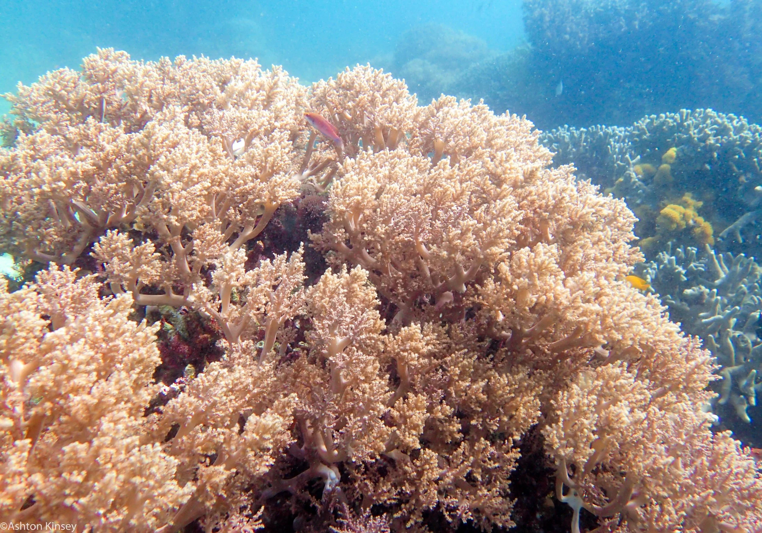 Chaple Poiint Apo Corals Dive 7-2.jpg