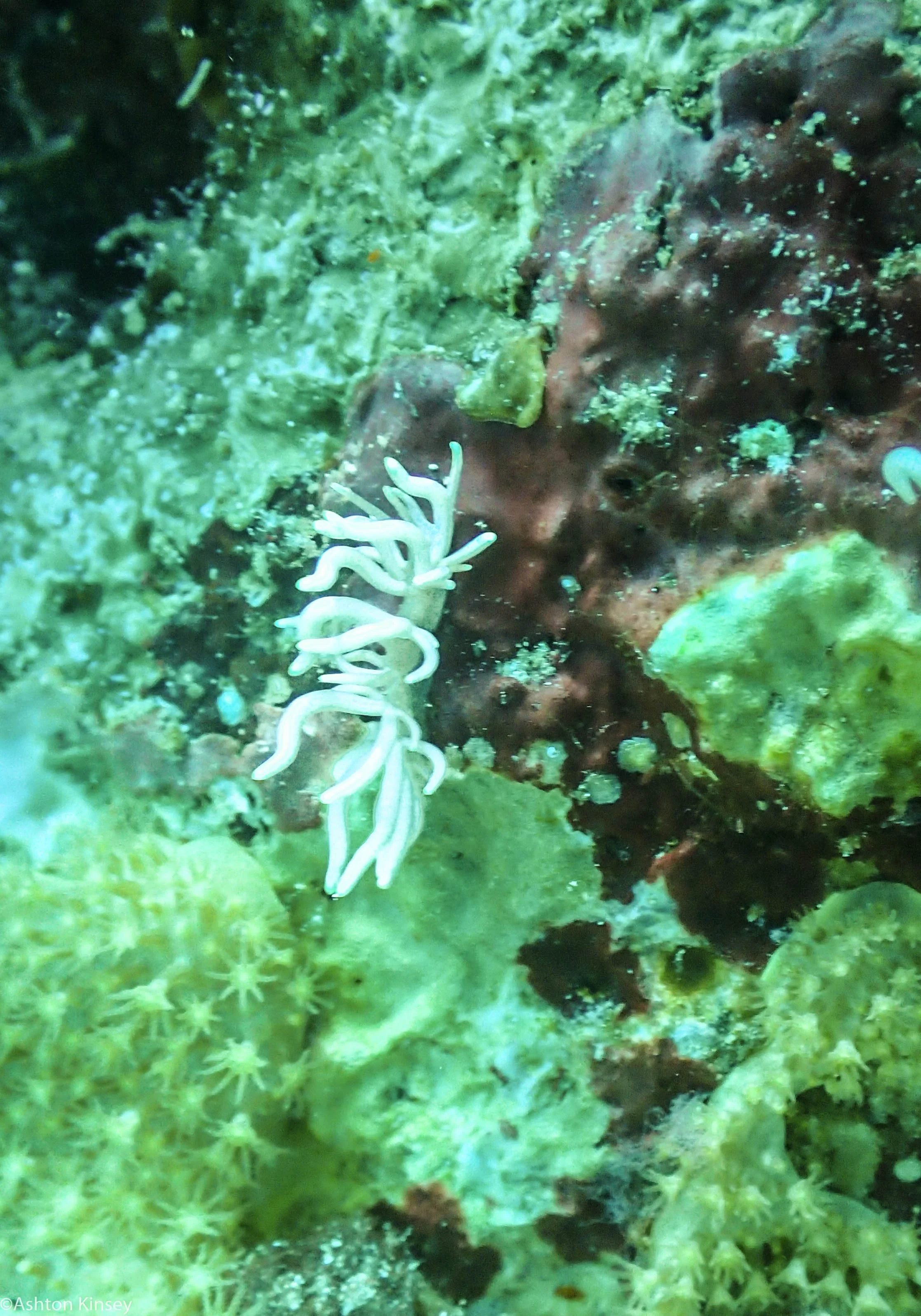 Coconut Point Phyllodesmium sp. Dive 16.jpg