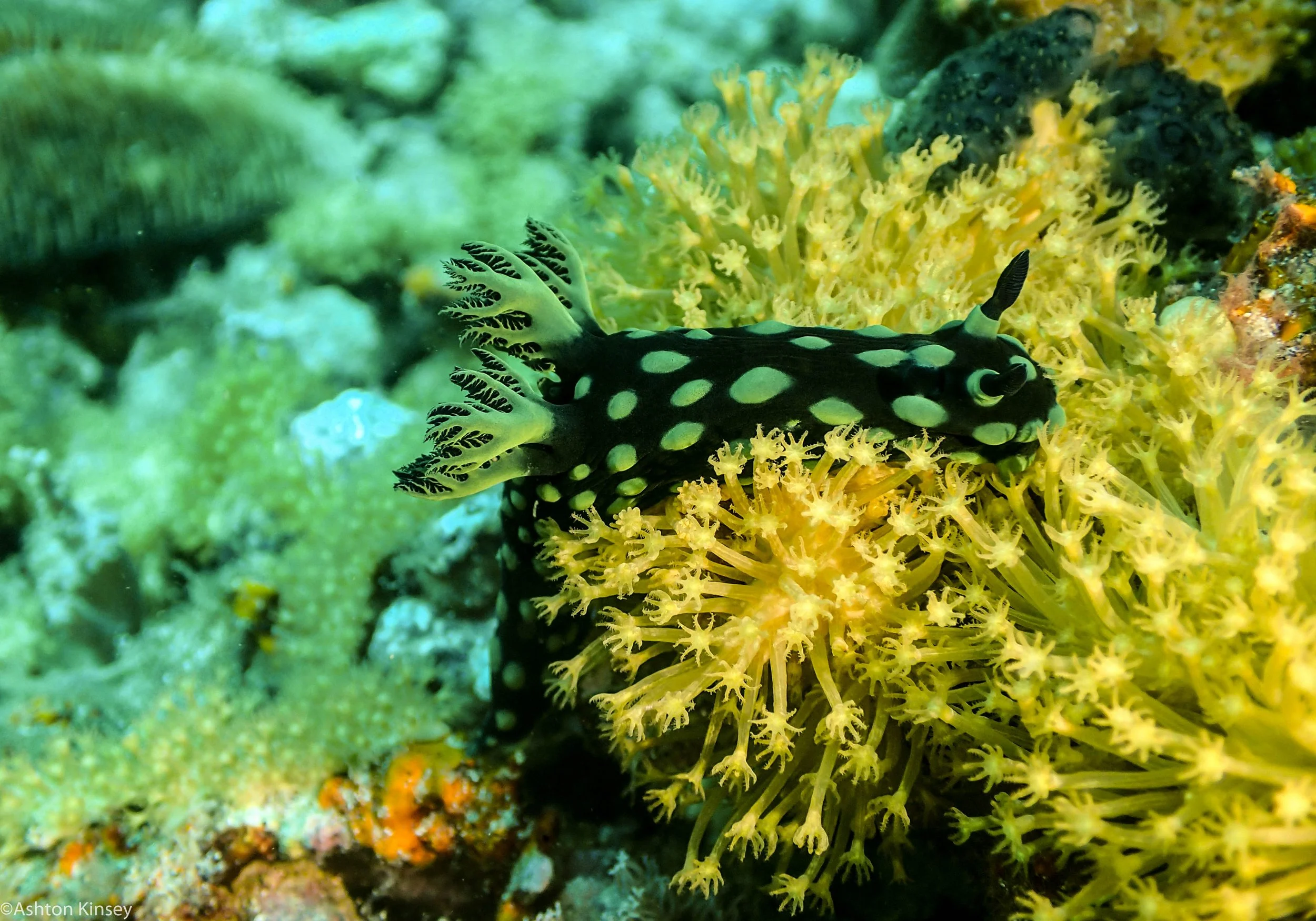 Coconut Point Nembortha cristata Dive 16.jpg