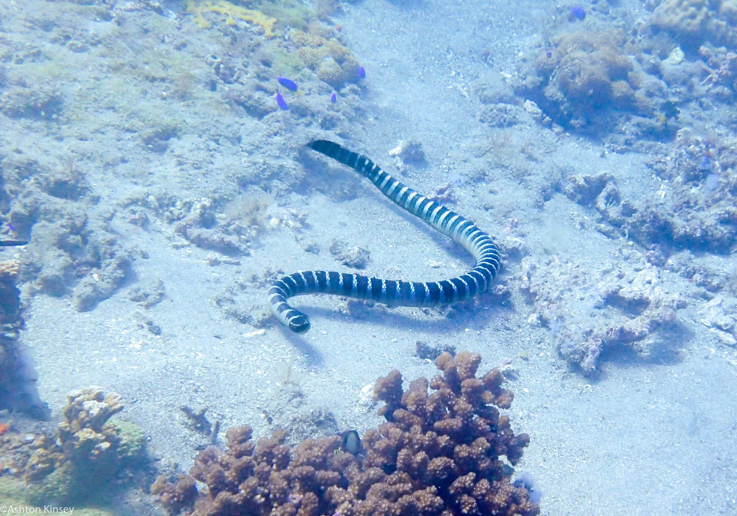 Coconut Point Banded Sea Snake Dive 16.jpg