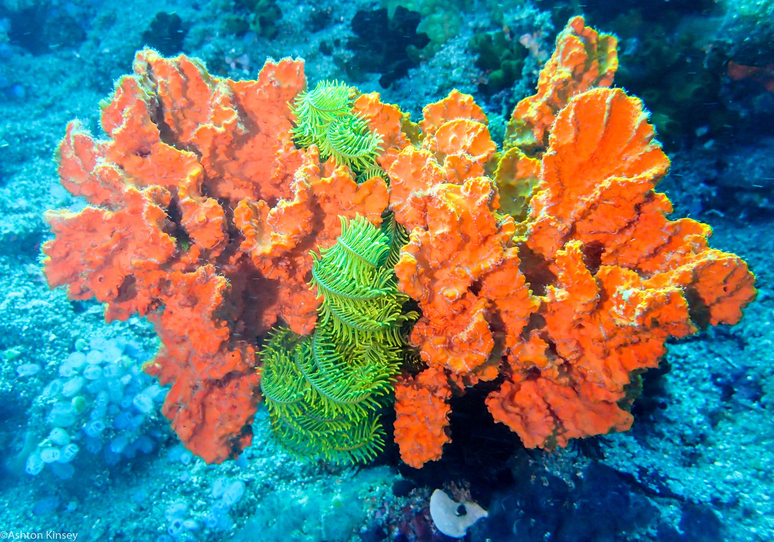 Coconut Point Sponge and Star Dive 16.jpg