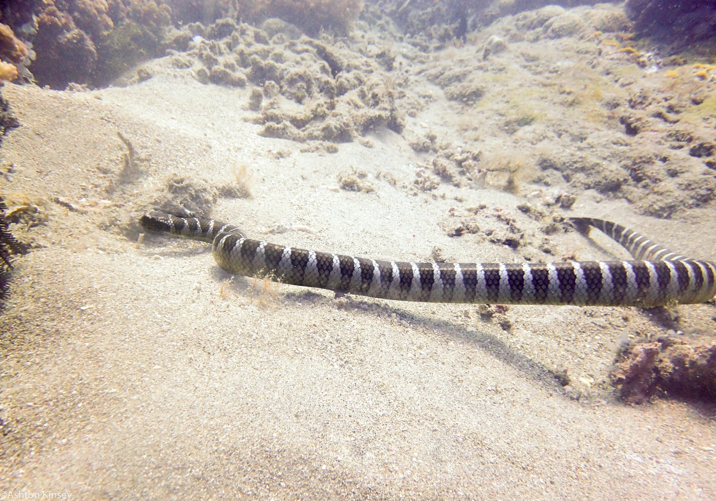 Coconut Point Banded Sea Snake Dive 16-2.jpg