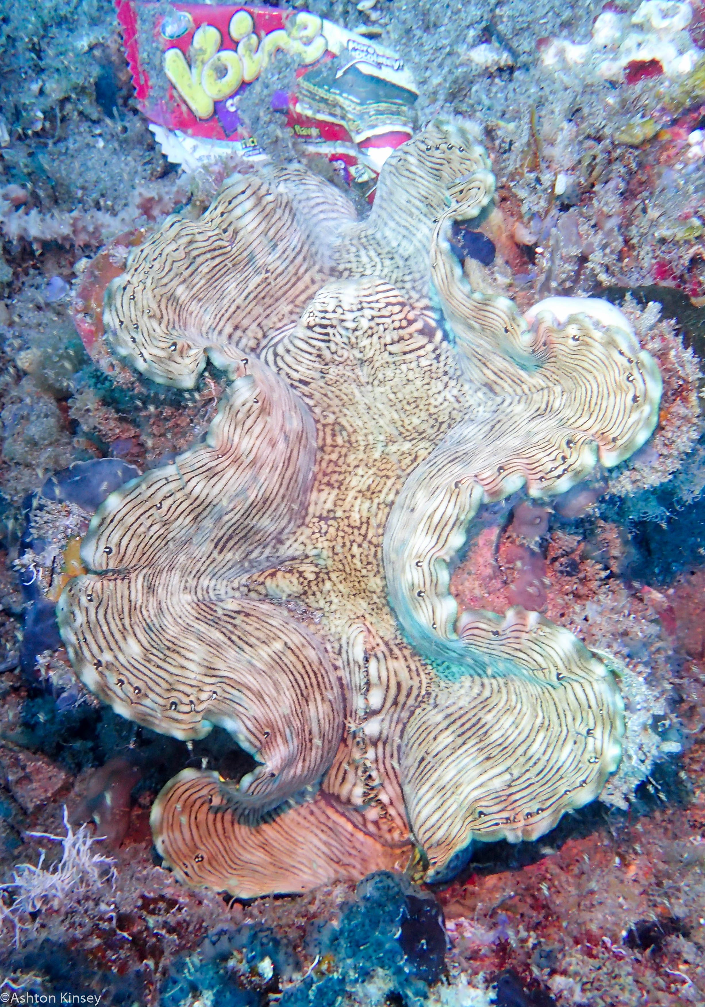 Coconut Point Clam Dive 16.jpg