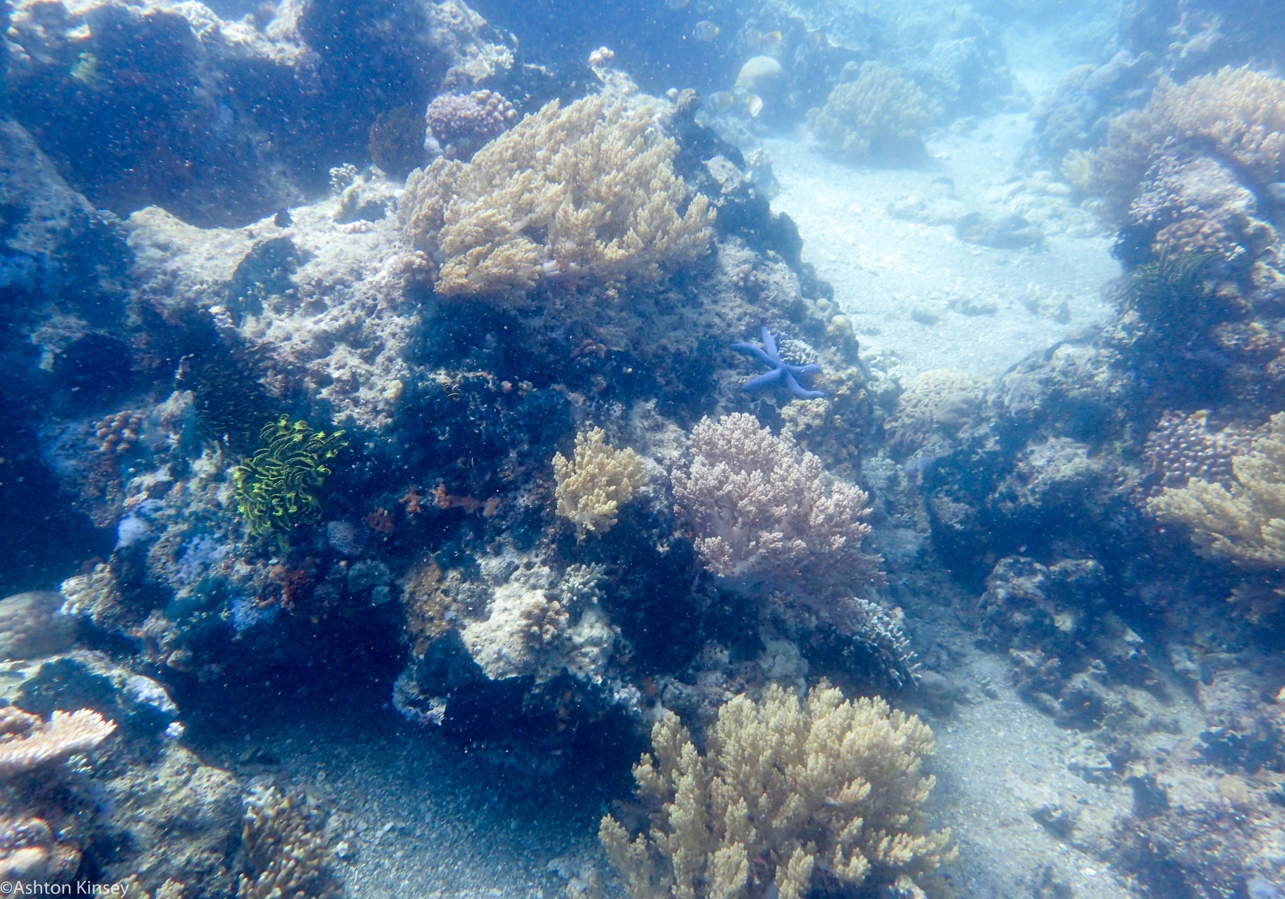 Coconut Point Coral Dive 16.jpg
