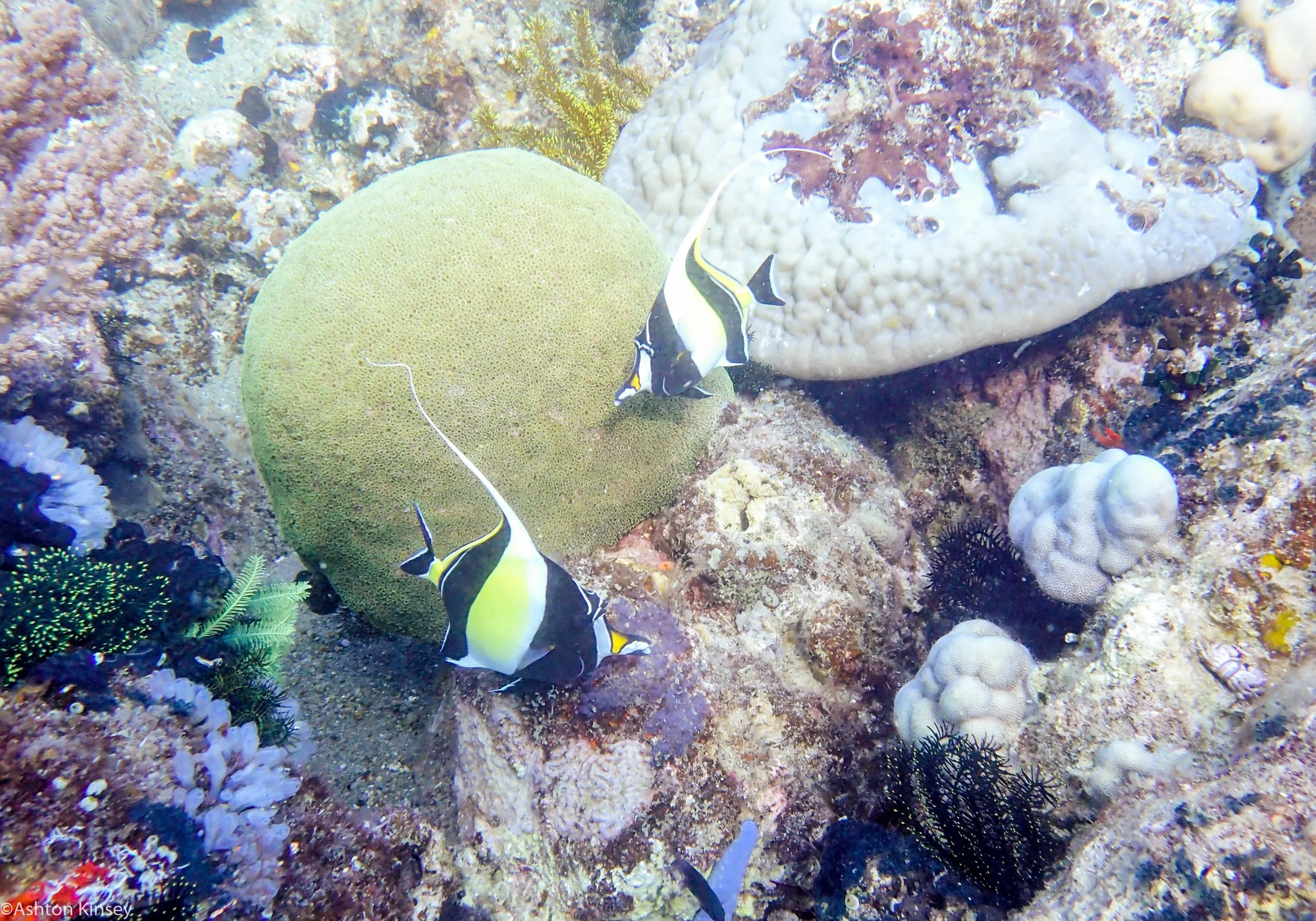 Coconut Point Coral Dive 16-2.jpg