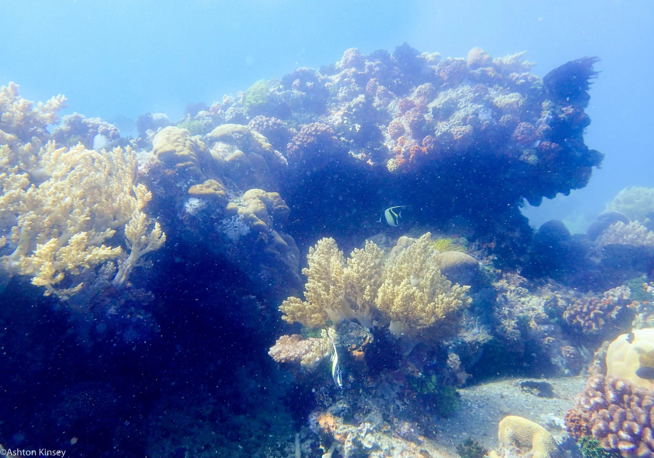 Coconut Point Coral Dive 16-3.jpg
